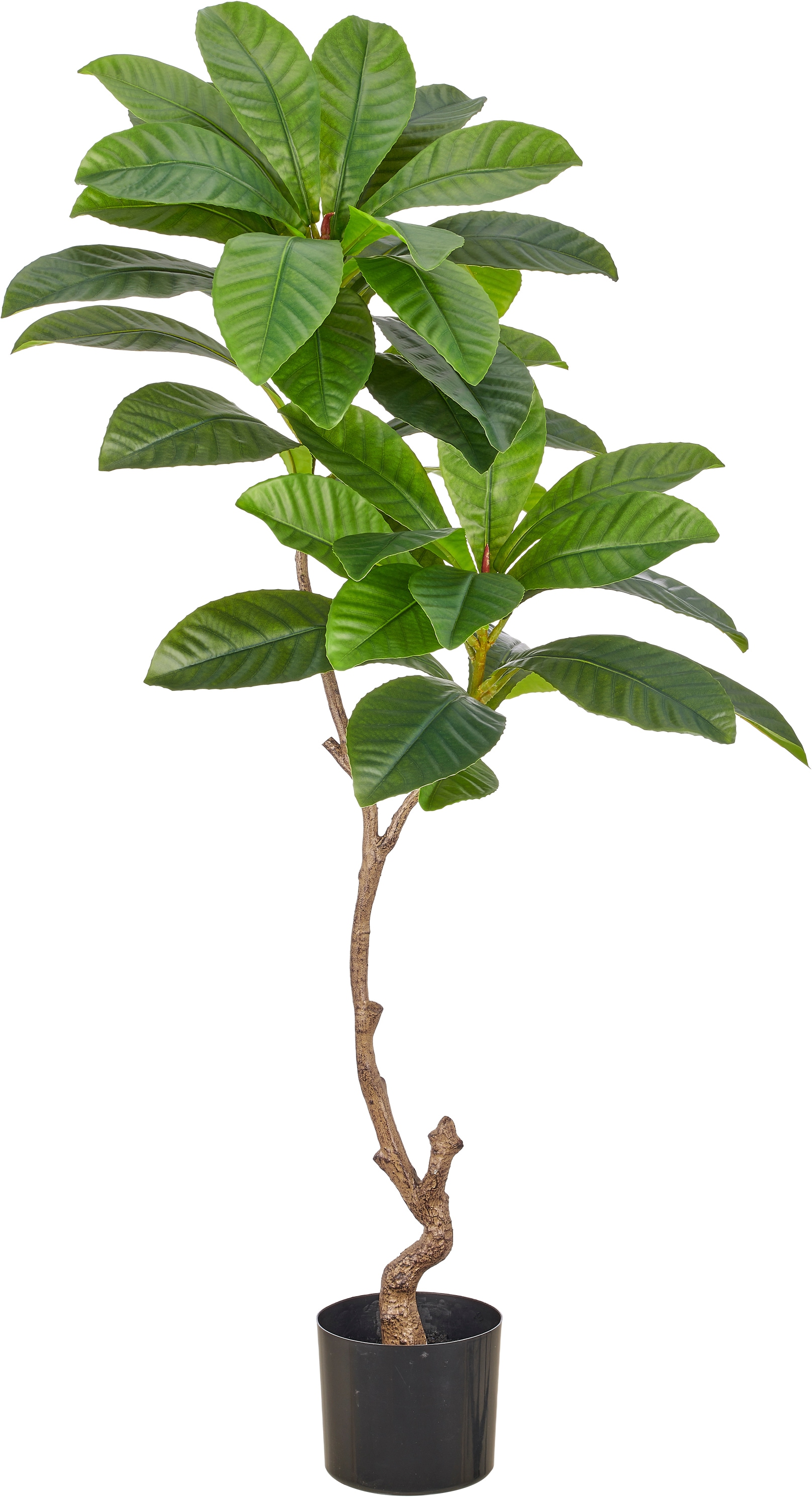 Creativ green Kunstbaum "Plumeria" mit fein gezeichnetem Blattwerk