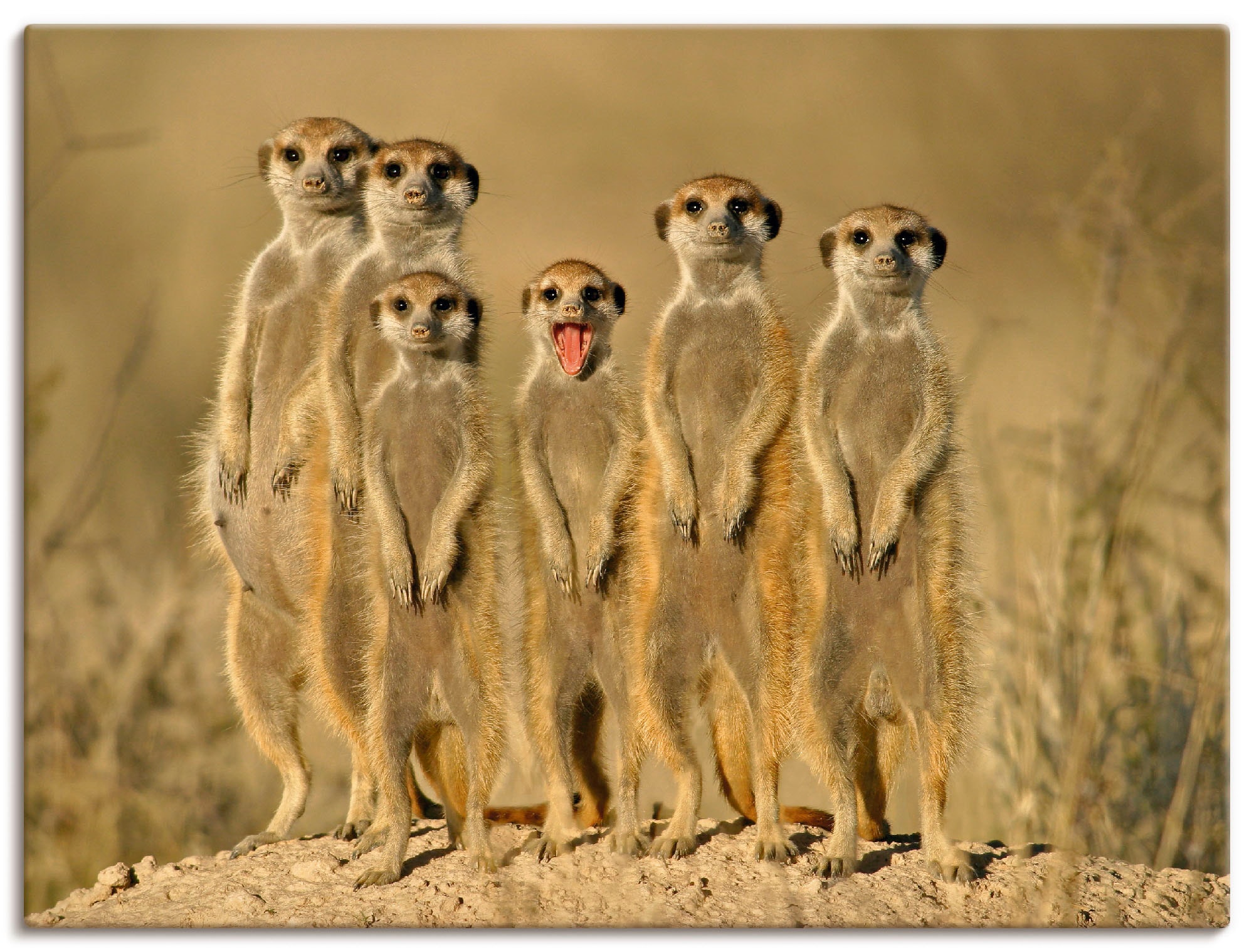 Artland Wandbild "Erdmännchen Familie", Wildtiere, (1 St.), als Alubild, Ou günstig online kaufen