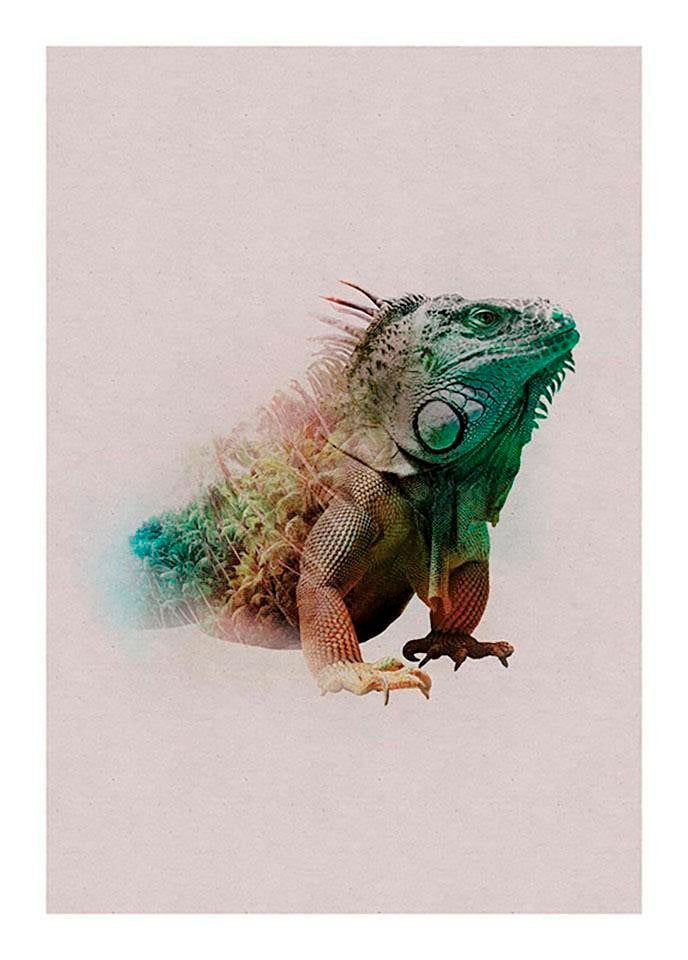 Komar Bild »Animals Paradise Iguana«, Tiere, (1 St.), Wandbild zur Dekoration - ohne Rahmen
