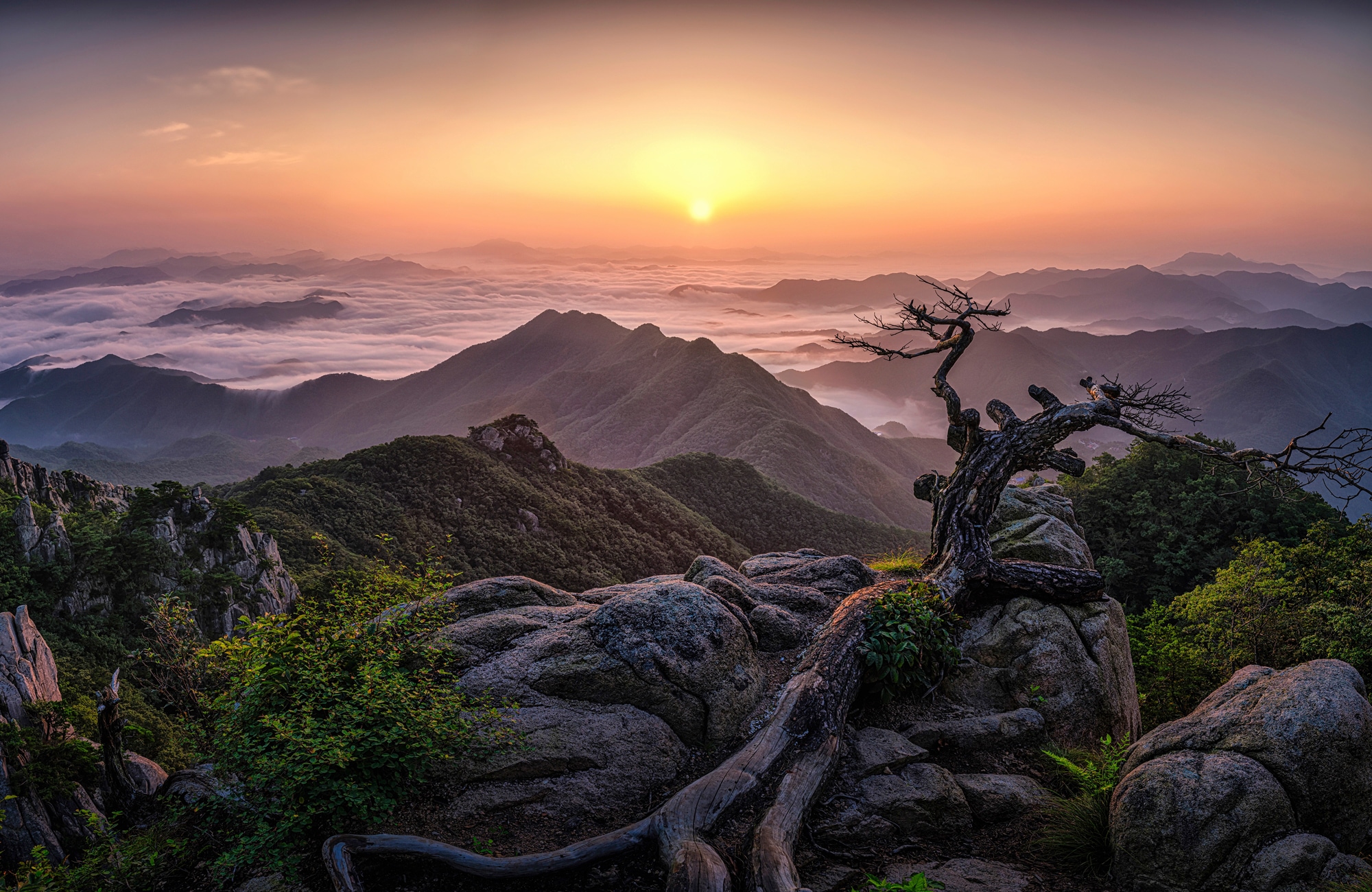 Papermoon Fototapete "Photo-Art TIGER SEO, SONNENAUFGANG AUF DER SPITZE"