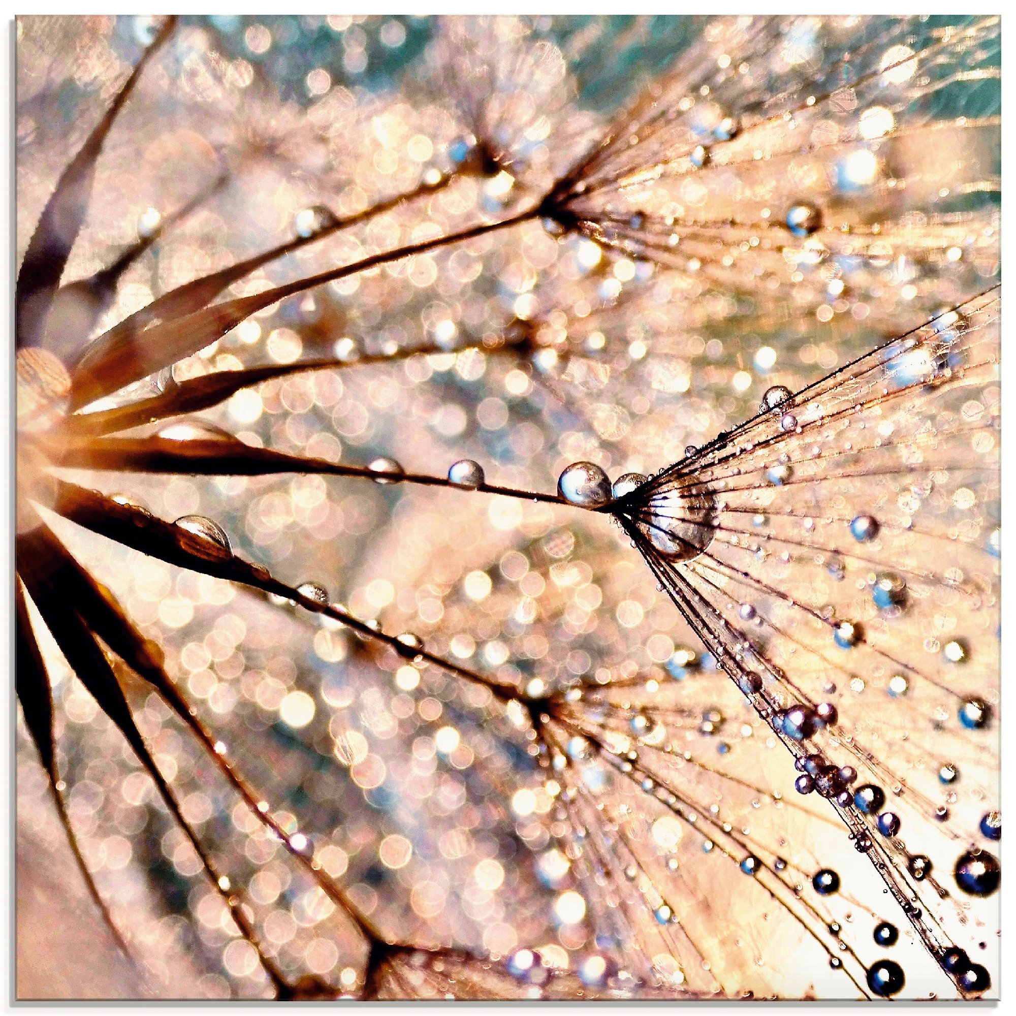 Artland Glasbild "Pusteblume - Kisses from rain", Blumen, (1 St.), in verschiedenen Größen