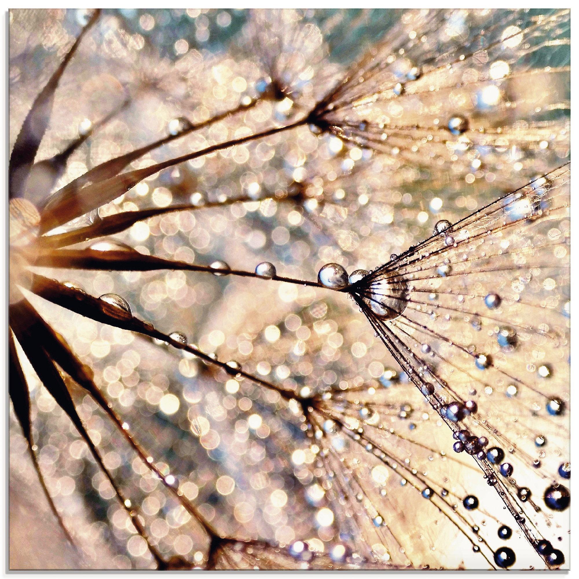 Artland Glasbild "Pusteblume - Kisses from rain" Blumen 1 Stk. tlg. in verschiedenen Größen
