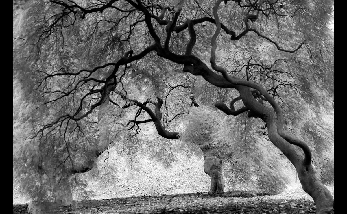 Papermoon Fototapete "Mystic Trees Black & White"