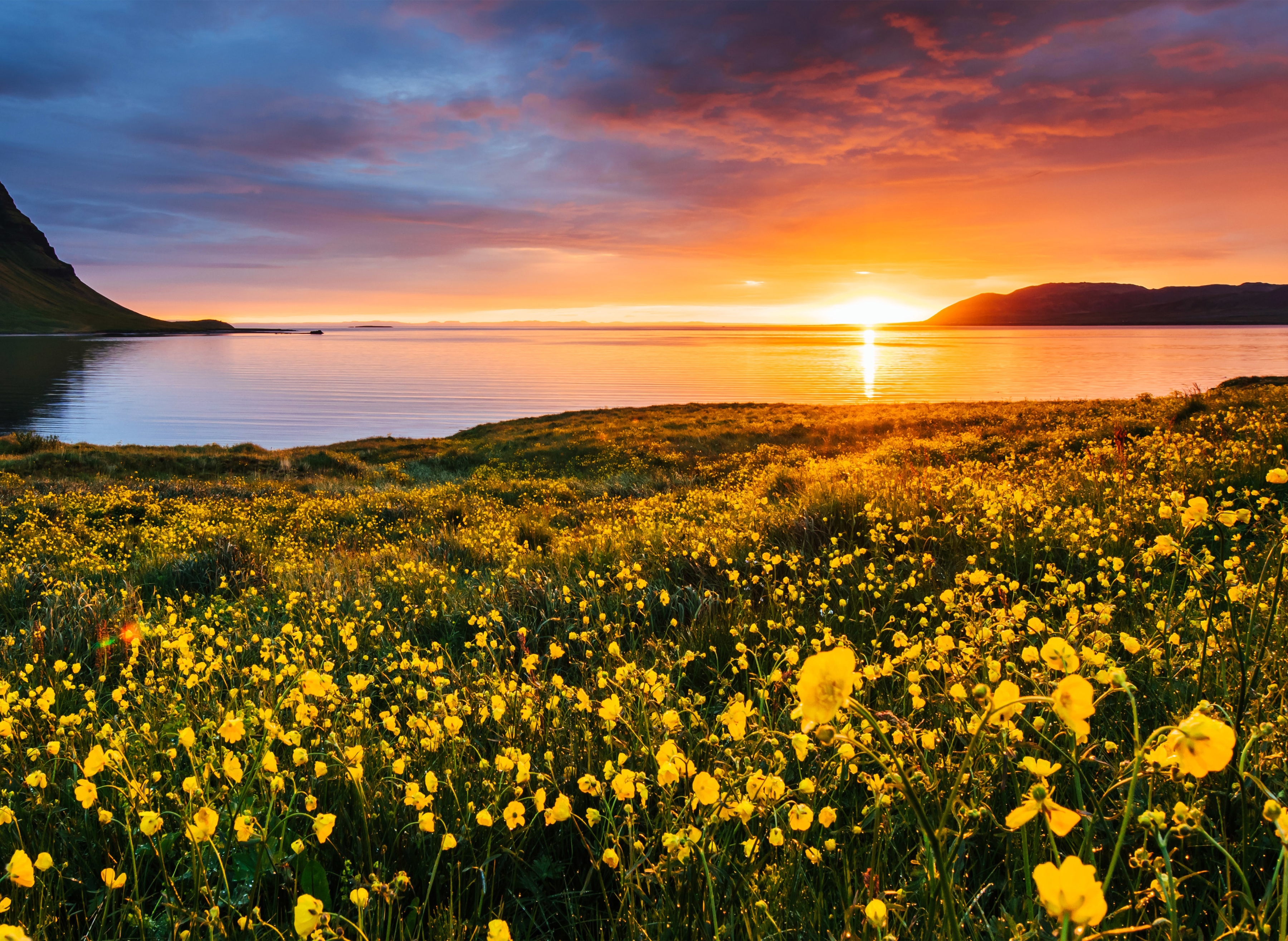 Papermoon Fototapete "Flower Field Kirkjufell Iceland" glatt