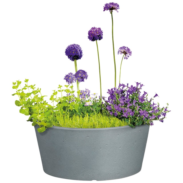 Black Friday Scheurich Blumentopf »40/239 C-CONE BOWL« | BAUR