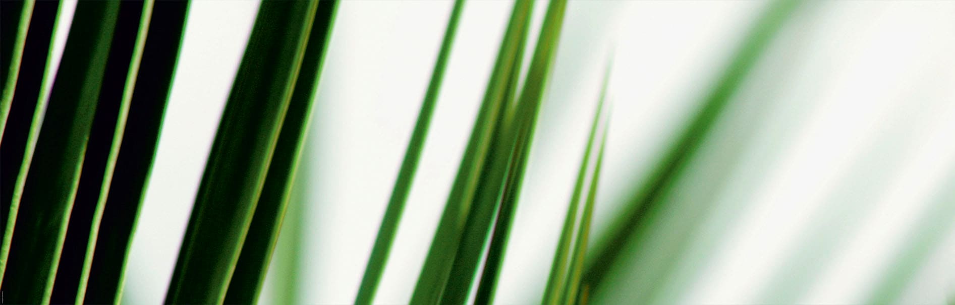 EXPRESS KÜCHEN Küchenrückwand "Gräser", B/H: 180cm x 55,9cm, grün, Spritzschutzwände