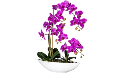 Kunstorchidee »Phalaenopsis«, im Keramikschiff