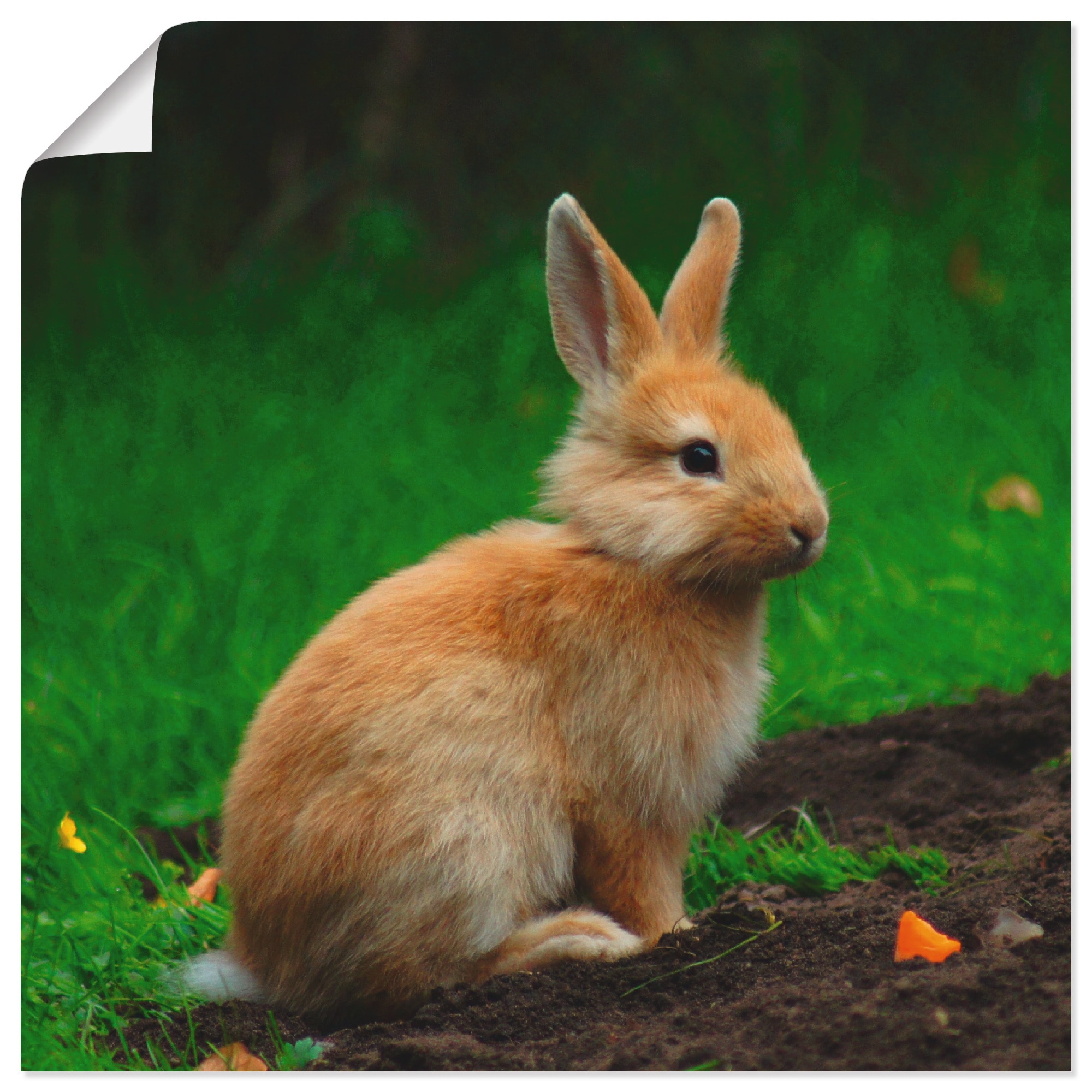 Artland Wandbild »Zwergkaninchen im Grünen«, Wildtiere, (1 St.), als Alubild, Leinwandbild, Wandaufkleber oder Poster in versch. Größen