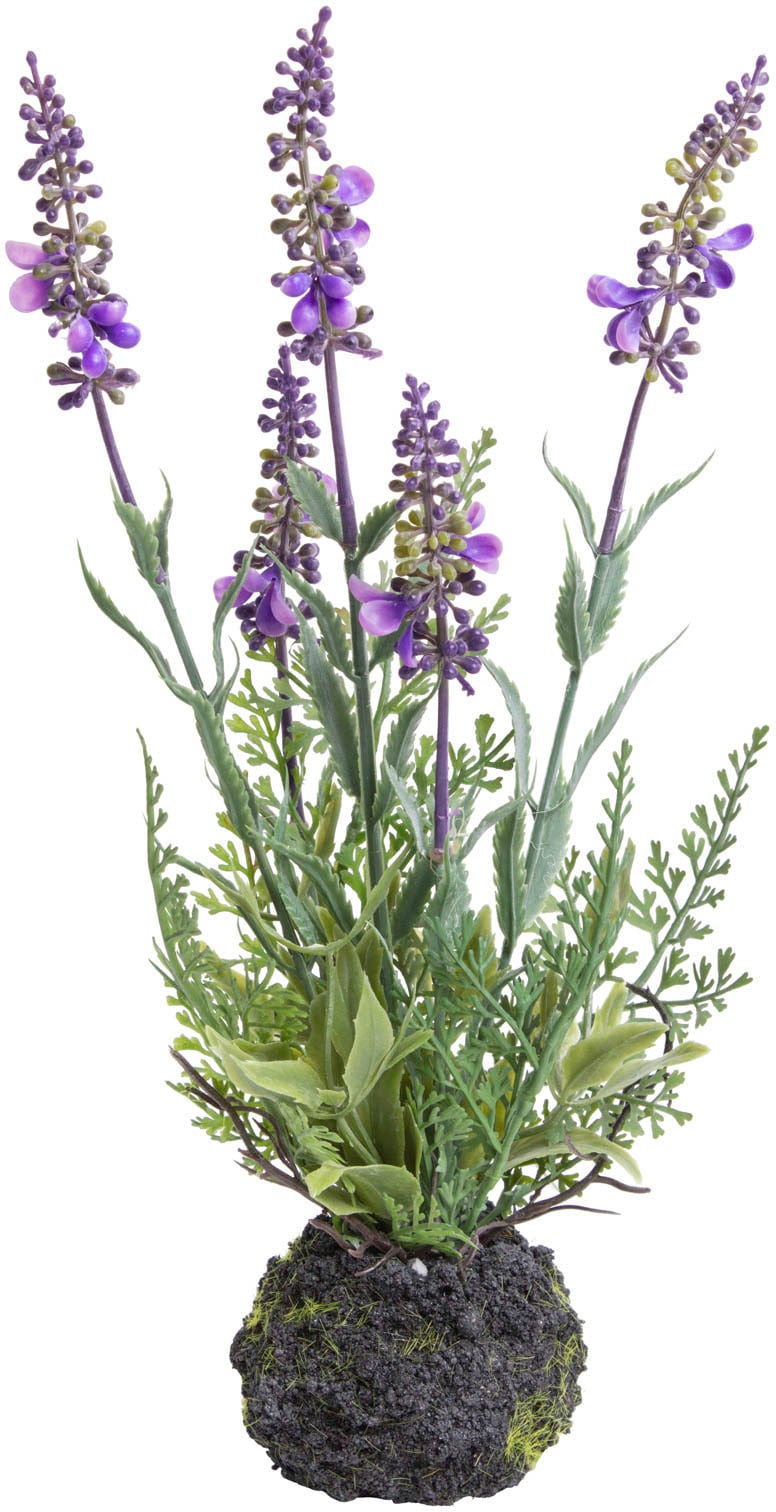 BAUR Botanic-Haus Künstliche Zimmerpflanze »Lavendel« kaufen |