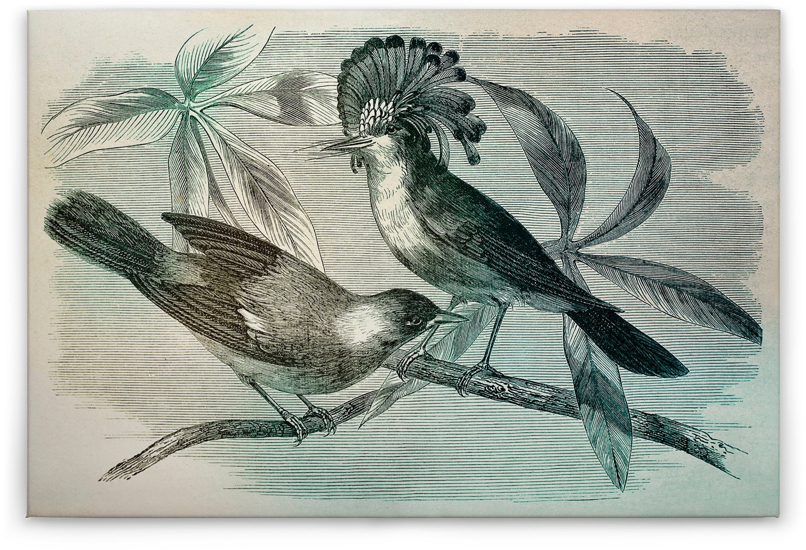 A.S. Création Leinwandbild »vintage birds«, (1 St.), Vogel Keilrahmen Bild