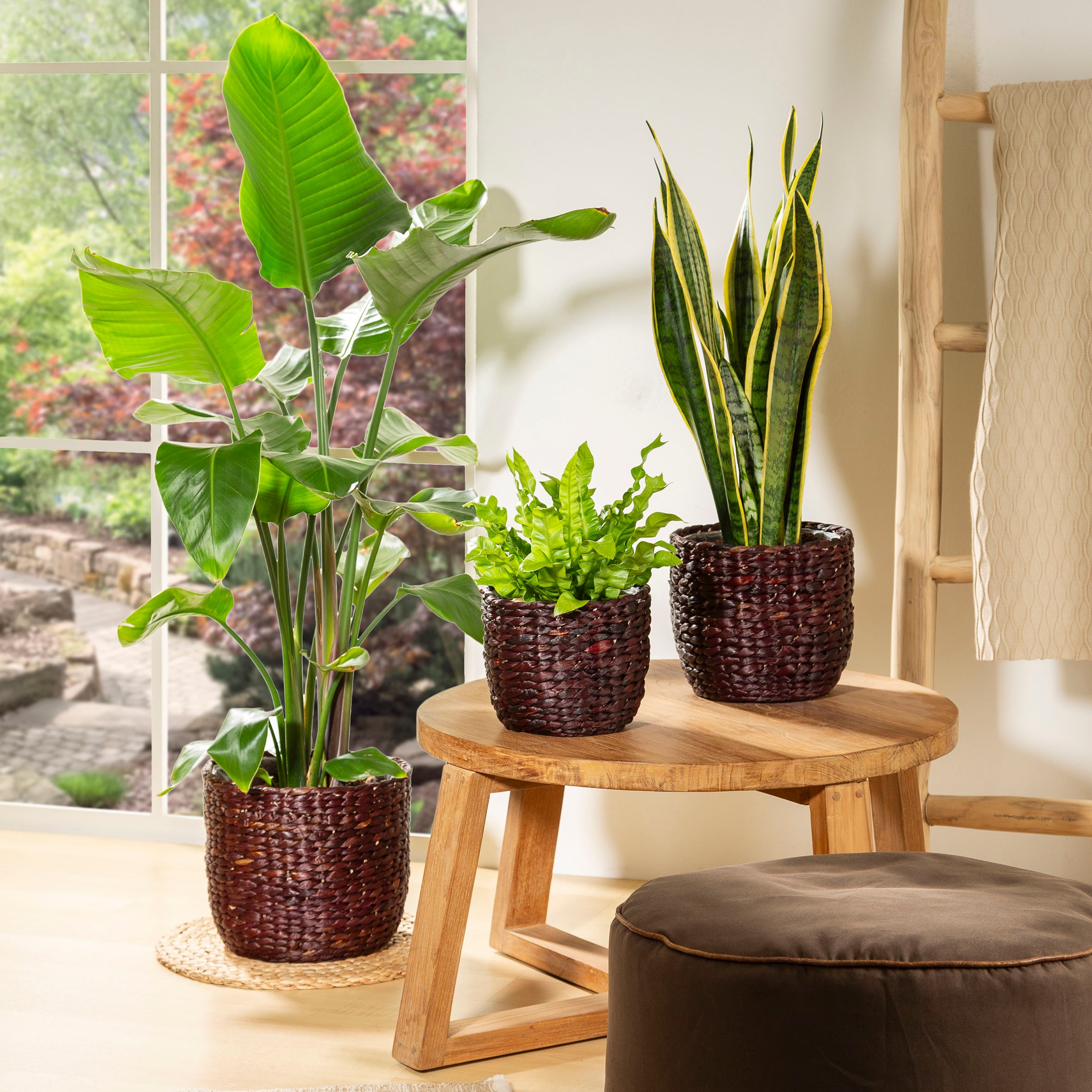Scheurich Wasserhyazinthentopf »brown 28/505«