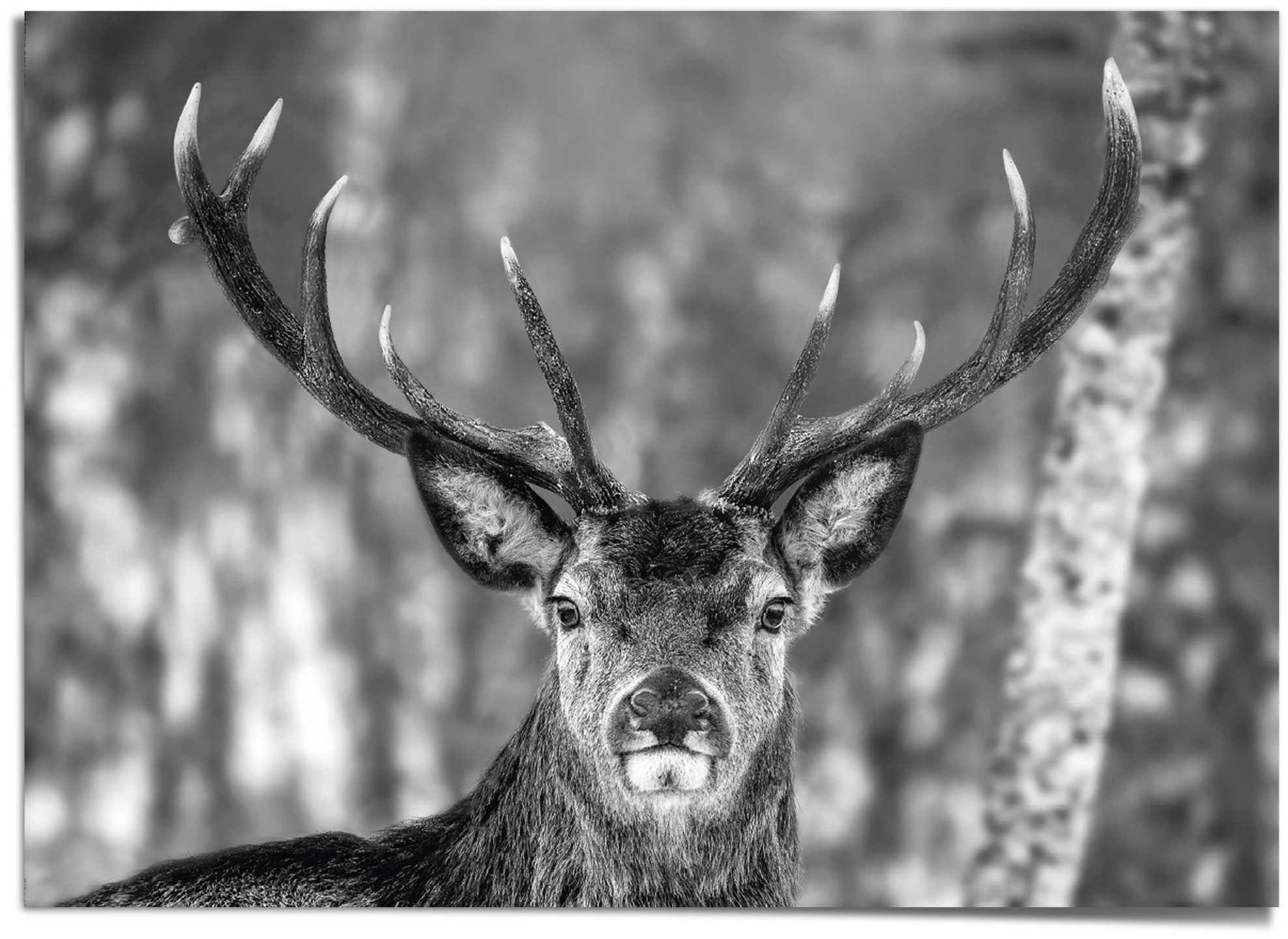 Reinders! Poster »Hirsch im Winter« | bestellen BAUR