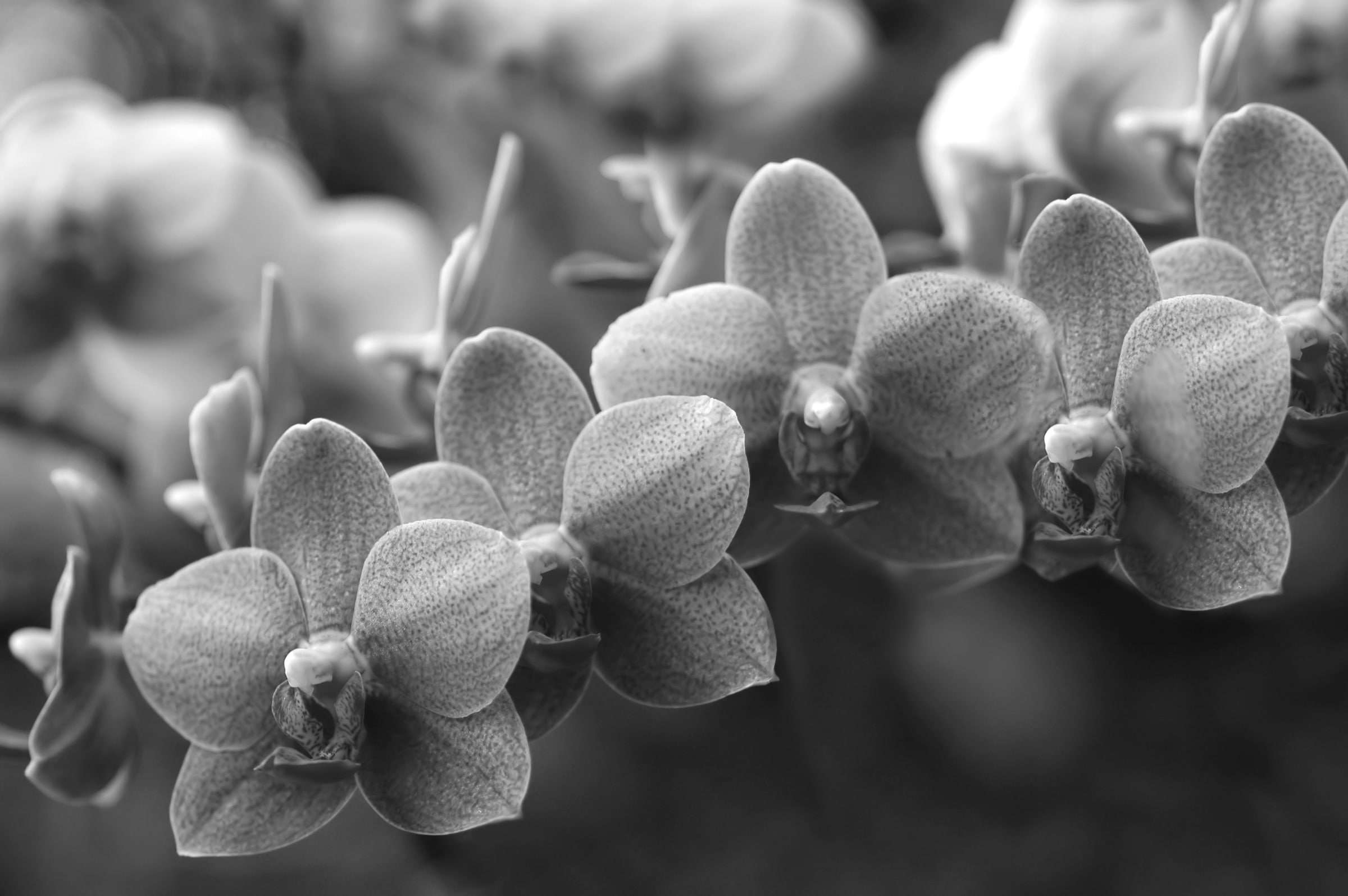 Papermoon Fototapete "Blumen Schwarz & Weiß"