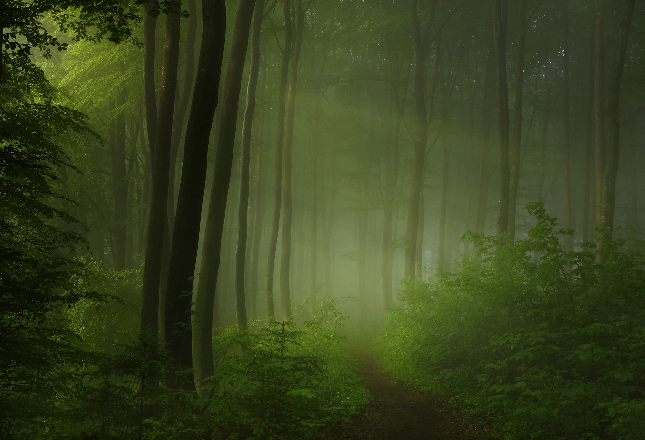 Papermoon Fototapete "Photo-Art NORBERT MAIER, WALDMORGEN"
