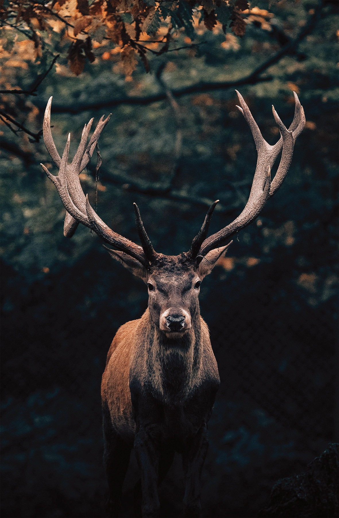 Bönninghoff Leinwandbild "Wandbild HIRSCH IM WALD 78x118 cm – Leinwandbild Keilrahmen Deko" Hirsch 1 Stk. tlg. auf Keilrahmen gespannt