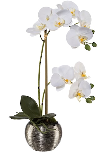 Creativ green Kunstorchidee »Phalaenopsis im Silbert...
