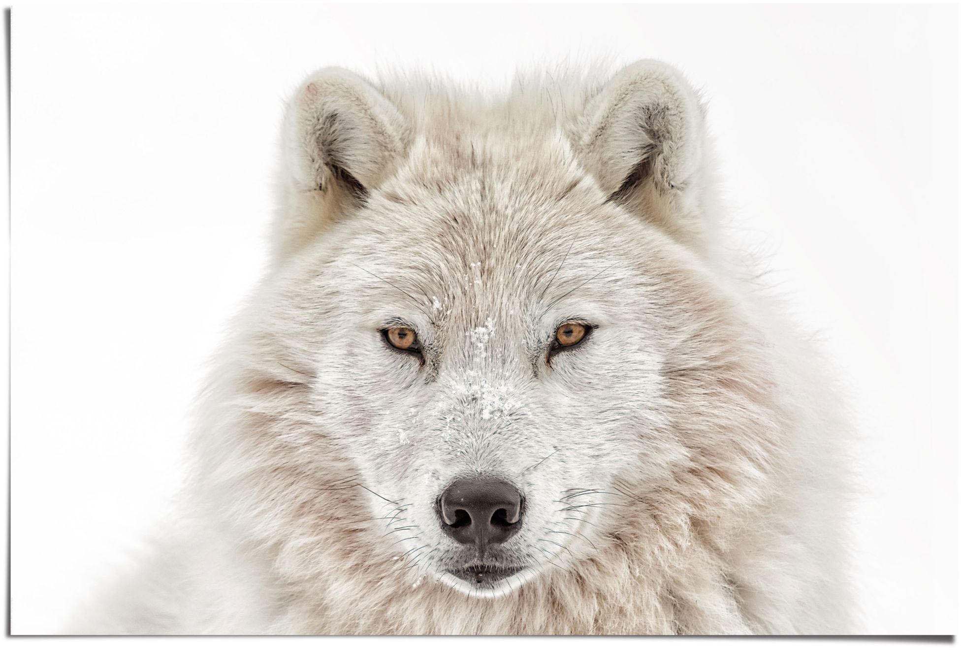 St.) (1 BAUR Wolf«, »Weisser | bestellen Reinders! Poster
