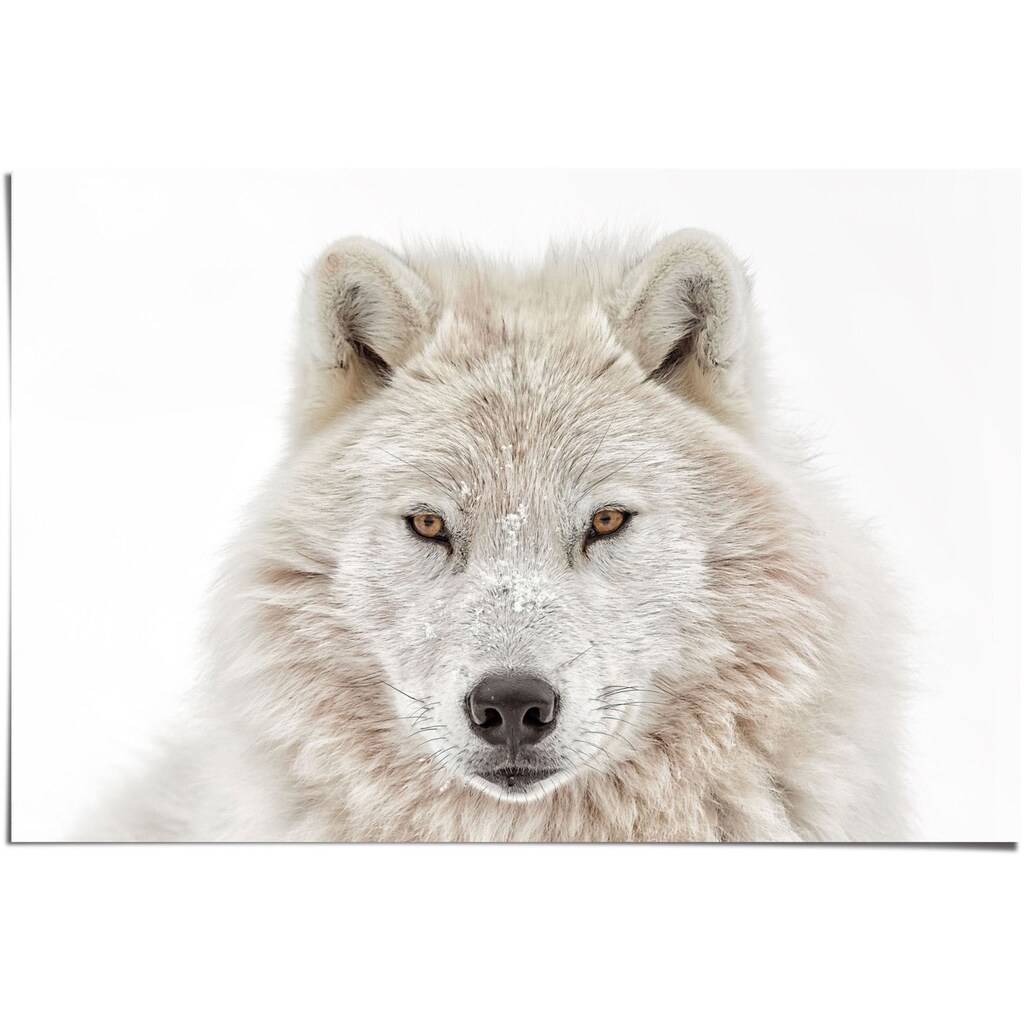 Reinders! Poster »Weisser Wolf«, (1 St.)