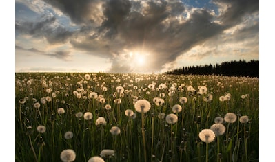 Fototapete »Photo-Art CHRISTIAN LINDSTEN, GLÜHBIRNE«