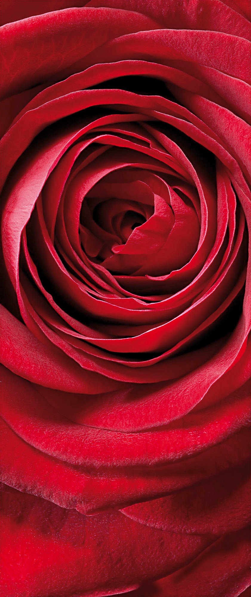 Komar Fototapete »Fototapete - Red Rose - Größe 92 x 220 cm«, bedruckt