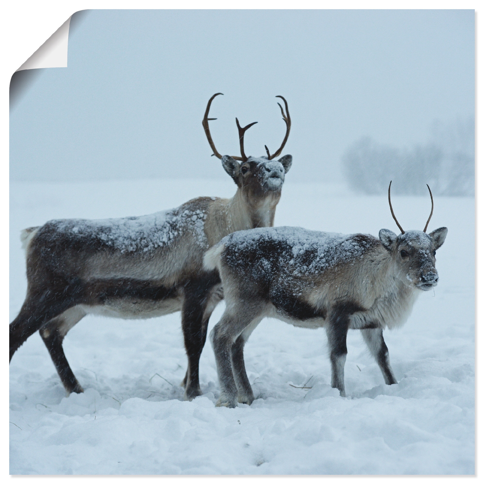 Artland Wandbild »Rentier«, Wildtiere, (1 St.), als Leinwandbild,  Wandaufkleber oder Poster in versch. Größen kaufen | BAUR