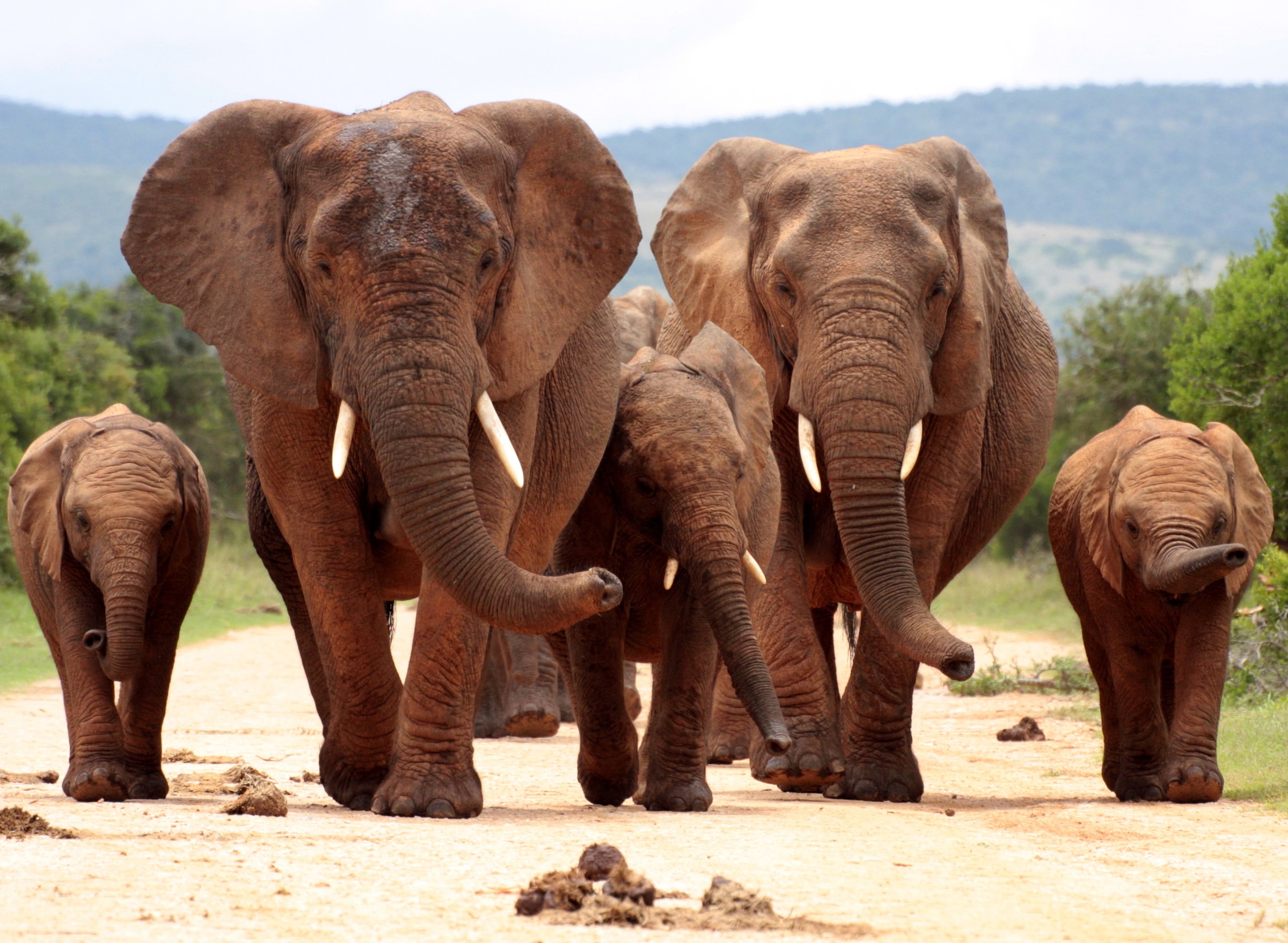 Papermoon Fototapete "African Elephant Herd" glatt