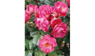 BCM Beetpflanze »Bodendeckerrose 'Pink Harmony'«, (3 St.), Höhe: 15-20 cm kaufen