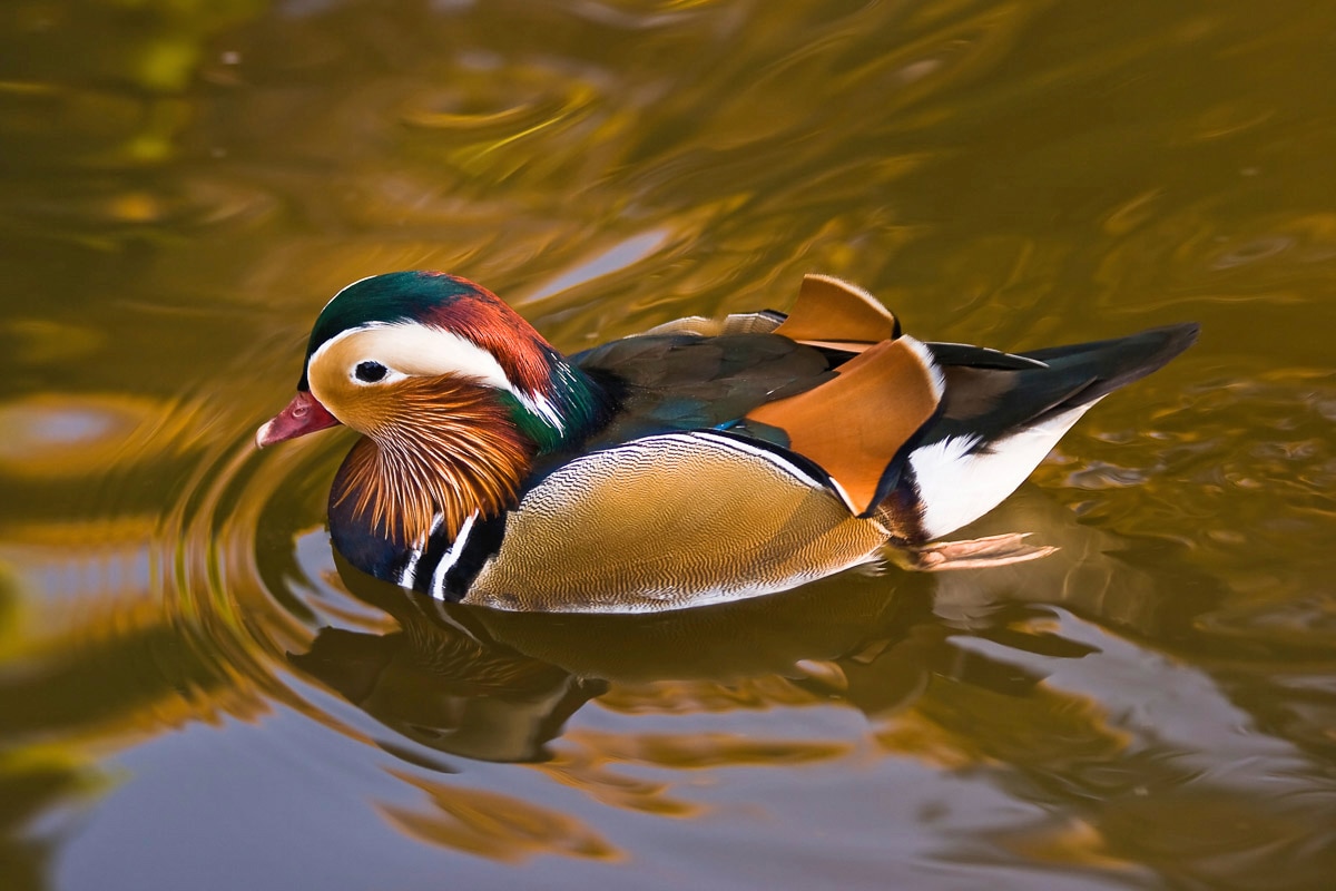 Papermoon "Ente"