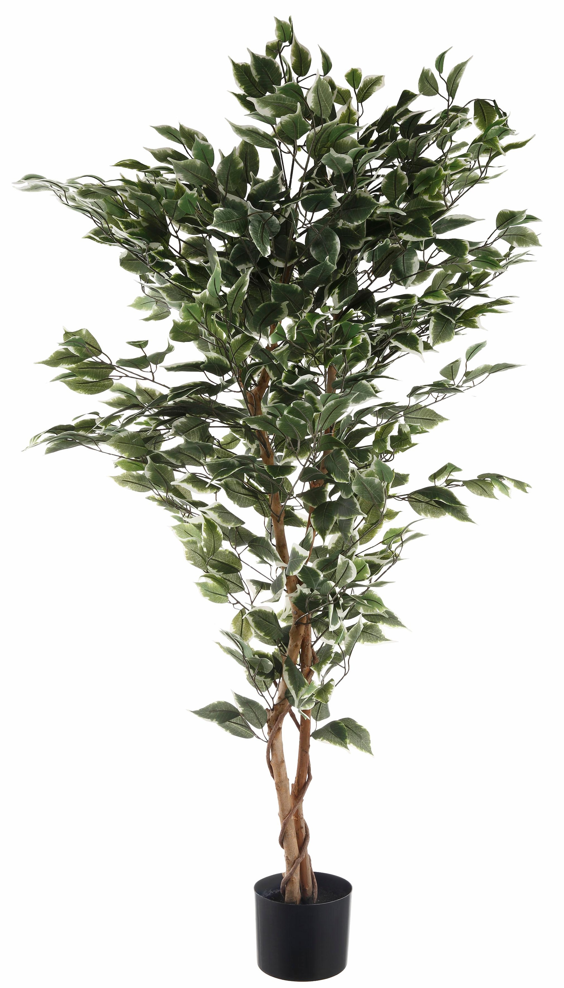 Creativ green Kunstpflanze »Ficus Benjamini« BAUR | kaufen
