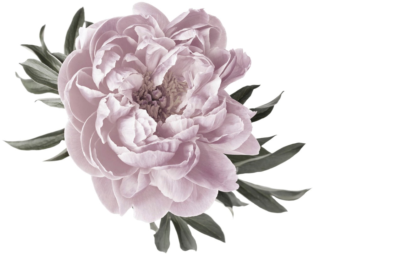 queence Wandtattoo "Amelie" Wandbild, Sticker, rosa, Blume, Blüte, selbstklebend