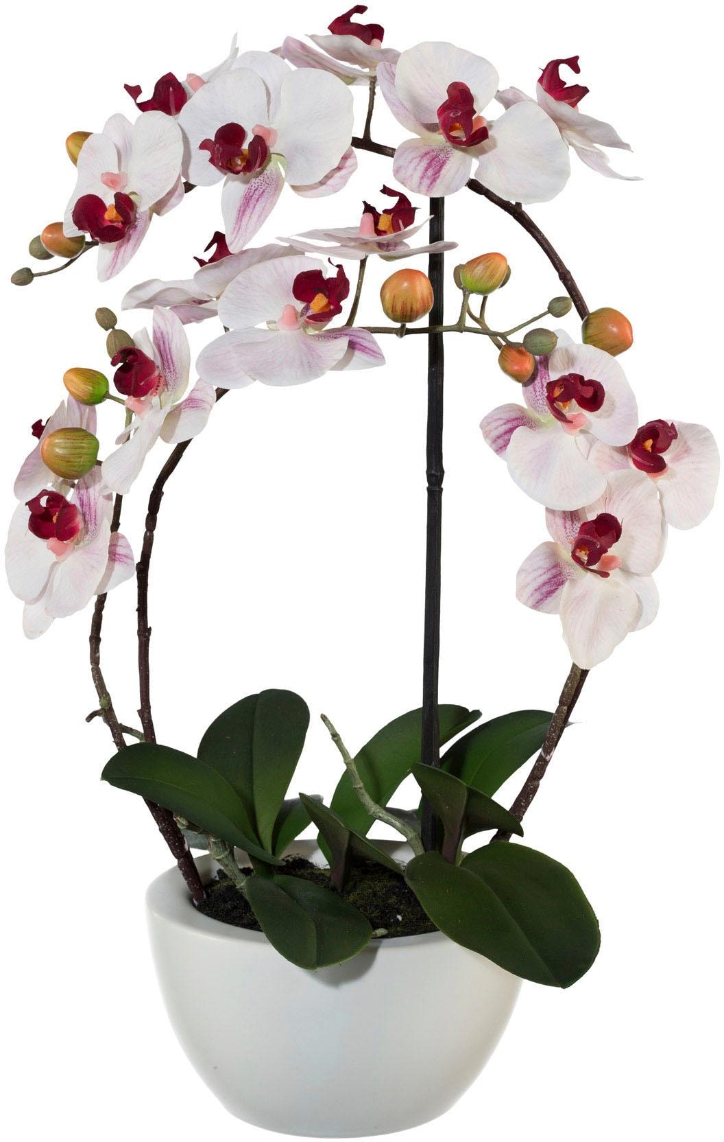 Creativ green Kunstpflanze »Phalaenopsis«
