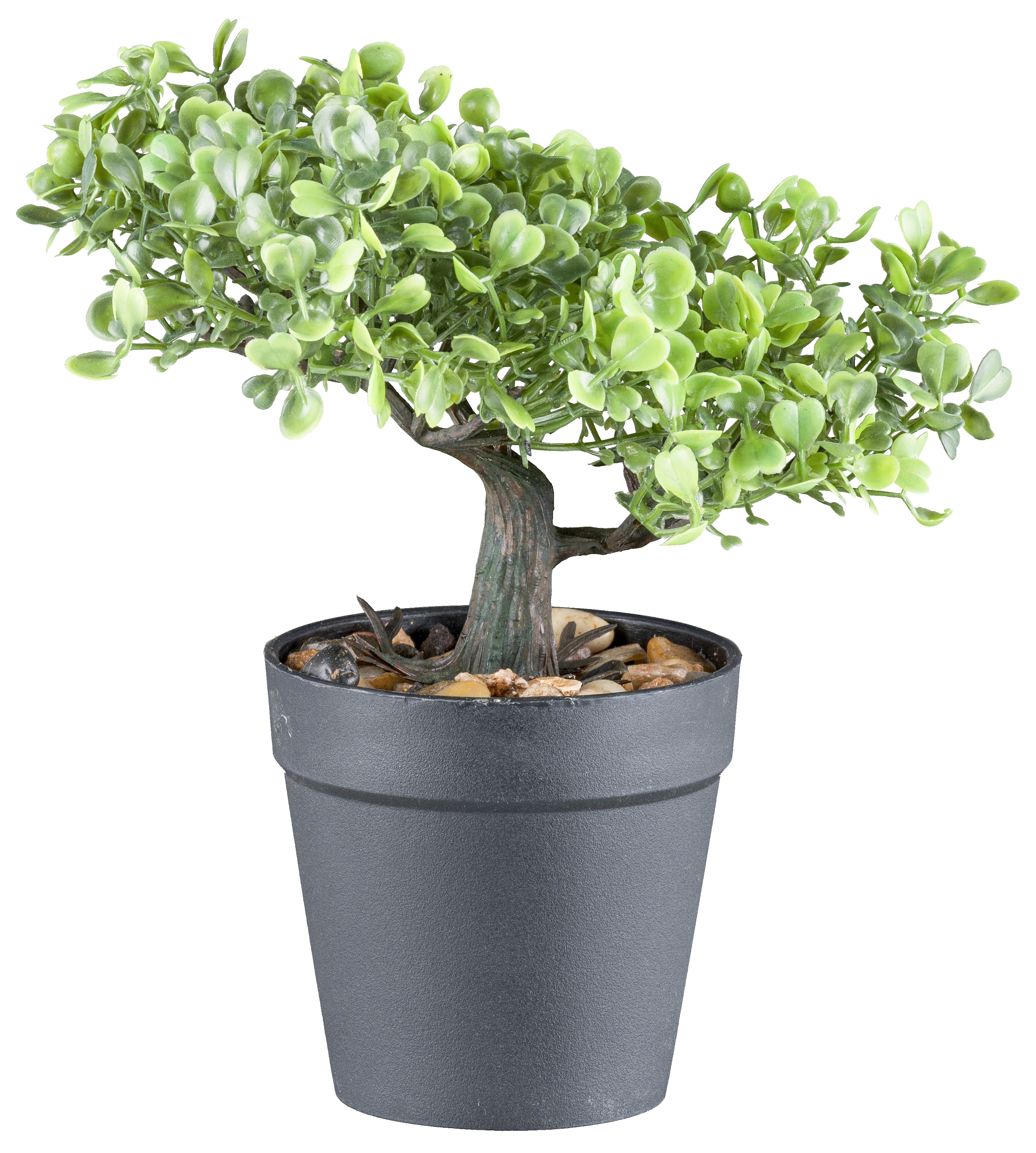 Creativ green Kunstbonsai »Bonsai Buchsbaum und Teeblatt«, mit 2 Ausführungen im Set