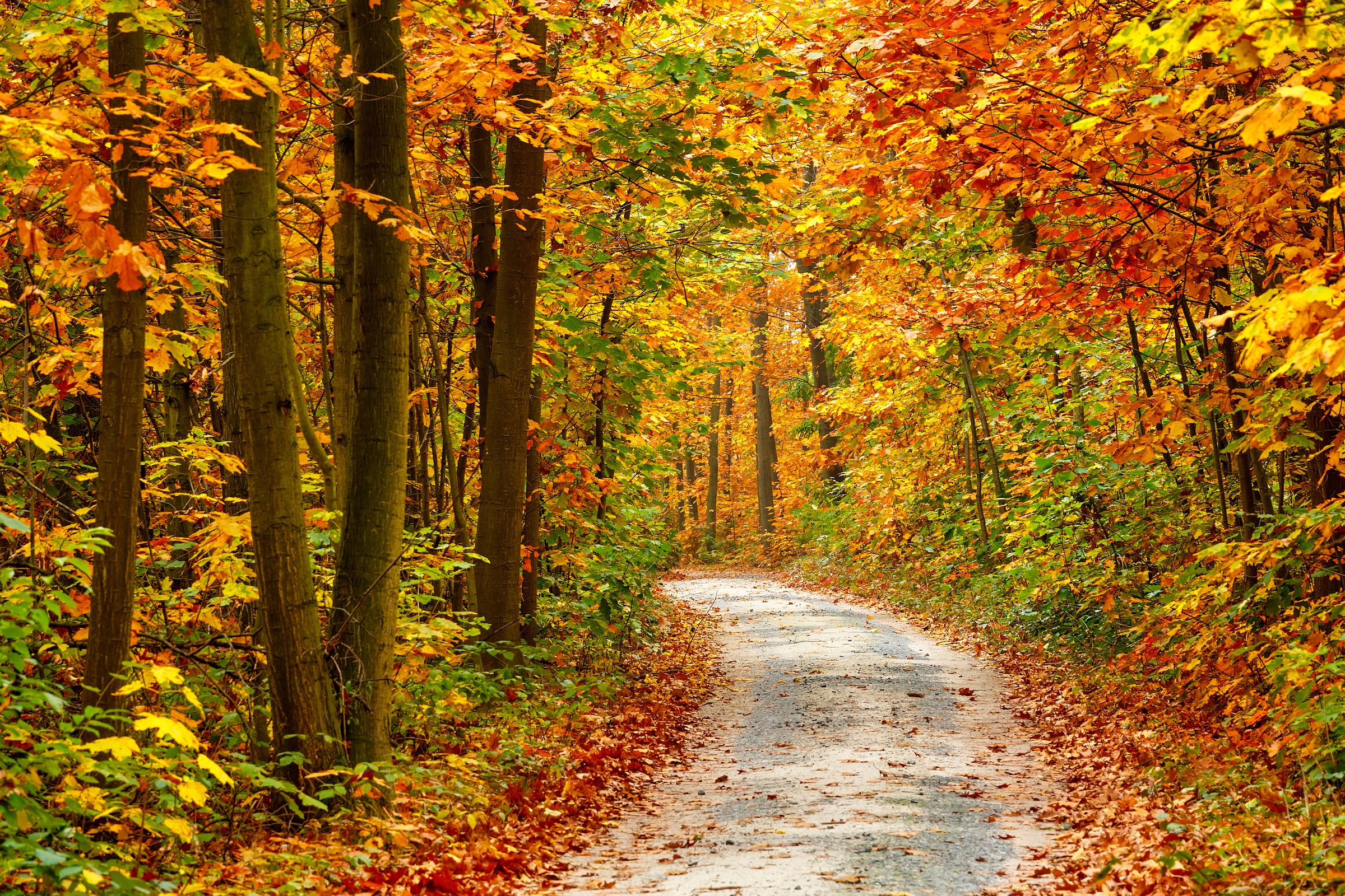 Papermoon Fototapete "Pathway in Colorful Autumn Forest" glatt