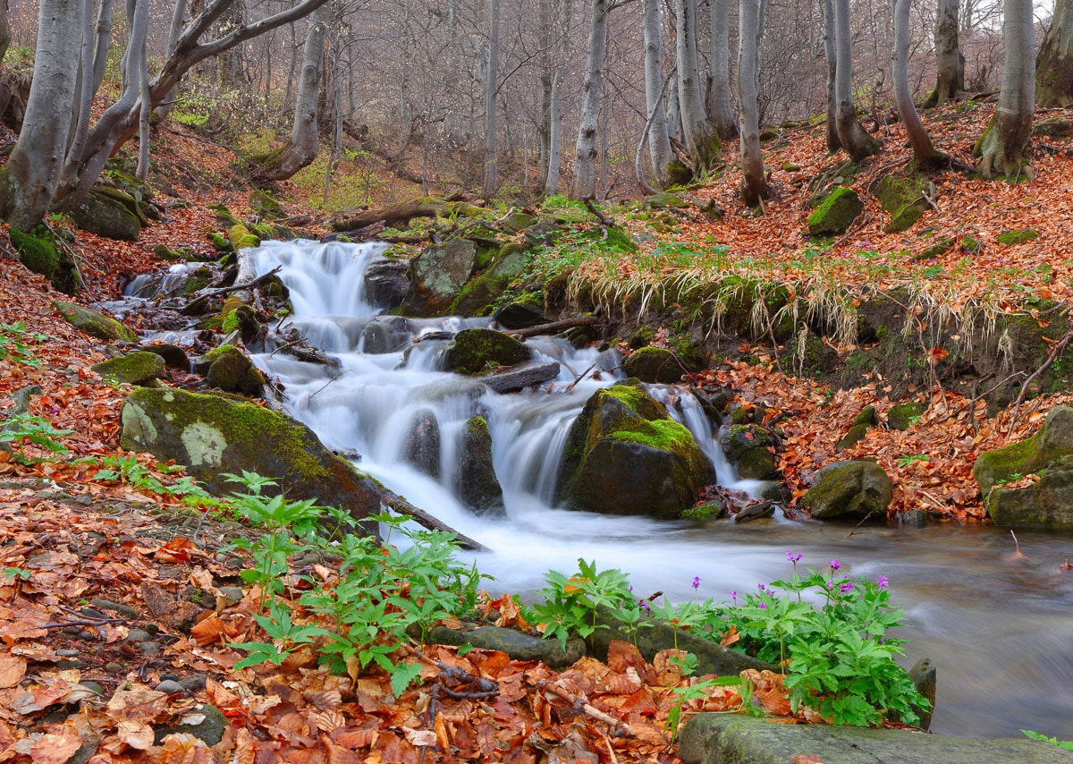 Papermoon Fototapete "Fluss durch Wald"