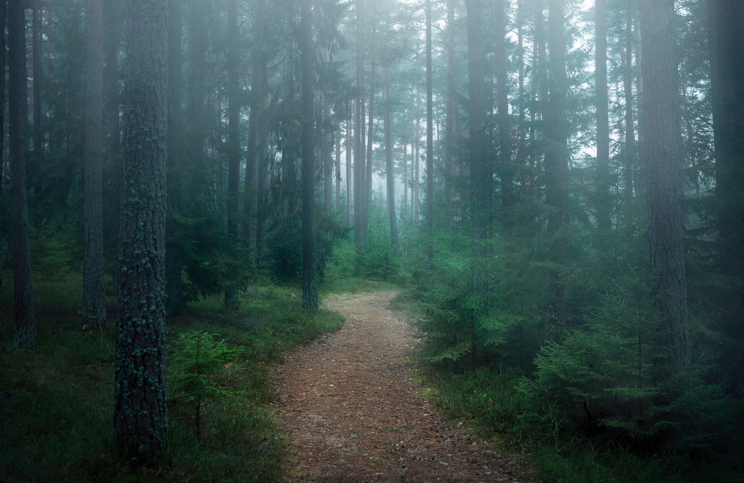 Papermoon Fototapete "Photo-Art CHRISTIAN LINDSTEN, DER VERWUNSCHENE WALD"