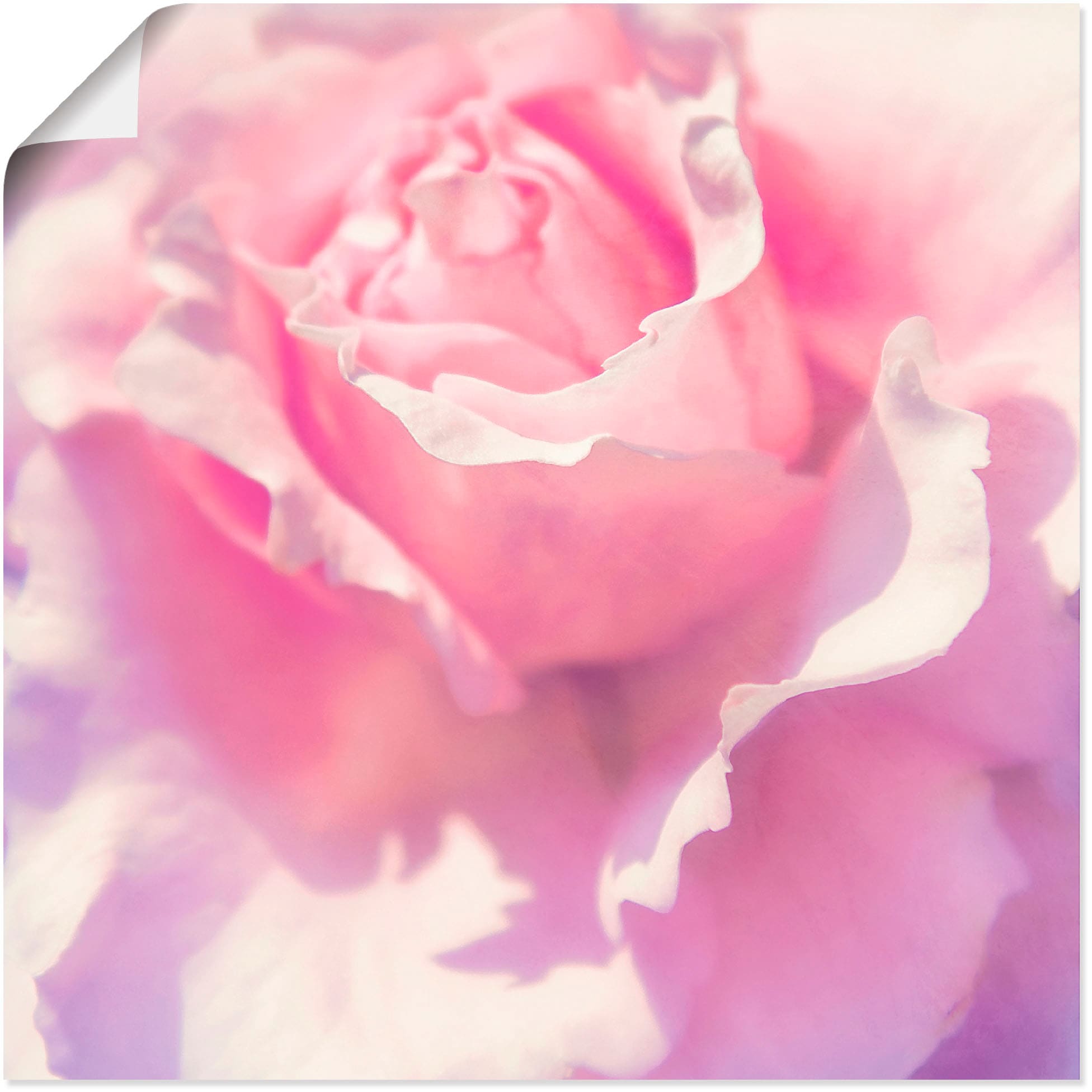 Artland Wandbild "Rosa", Blumen, (1 St.), als Leinwandbild, Poster, Wandaufkleber in verschied. Größen