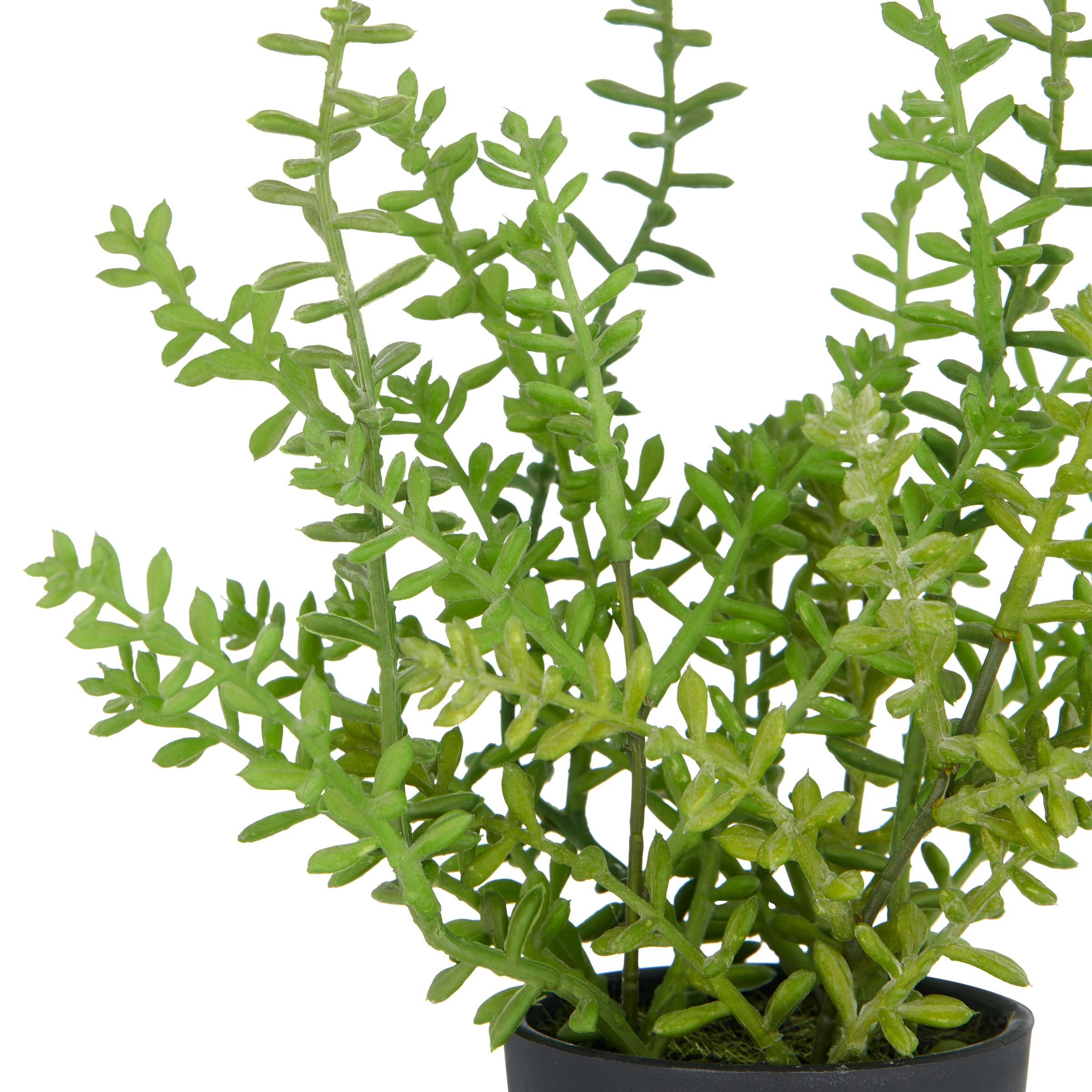 Creativ green Kunstpflanze »Sedum acre Yellow Queen«, mit filigranen Sedumzweigen