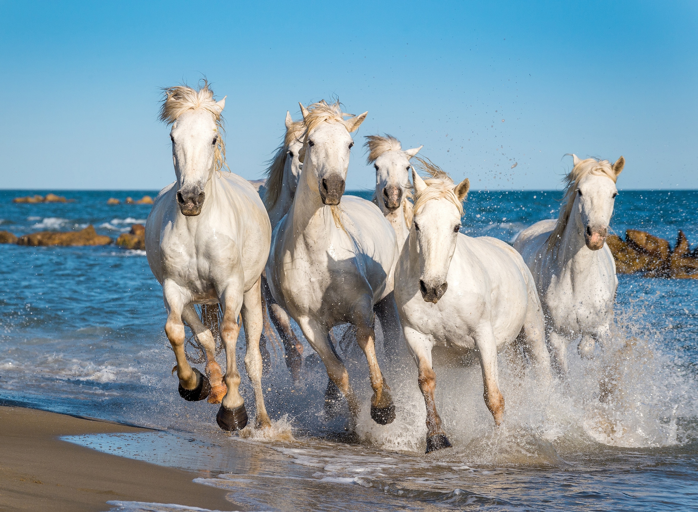 Papermoon Fototapete "Camargue Horses" glatt