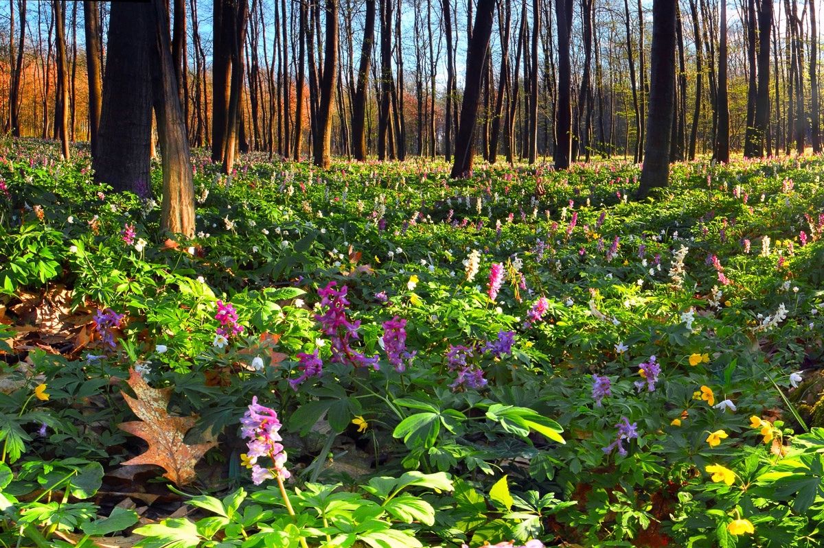 Papermoon Fototapete "Blumenwiese im Wald"