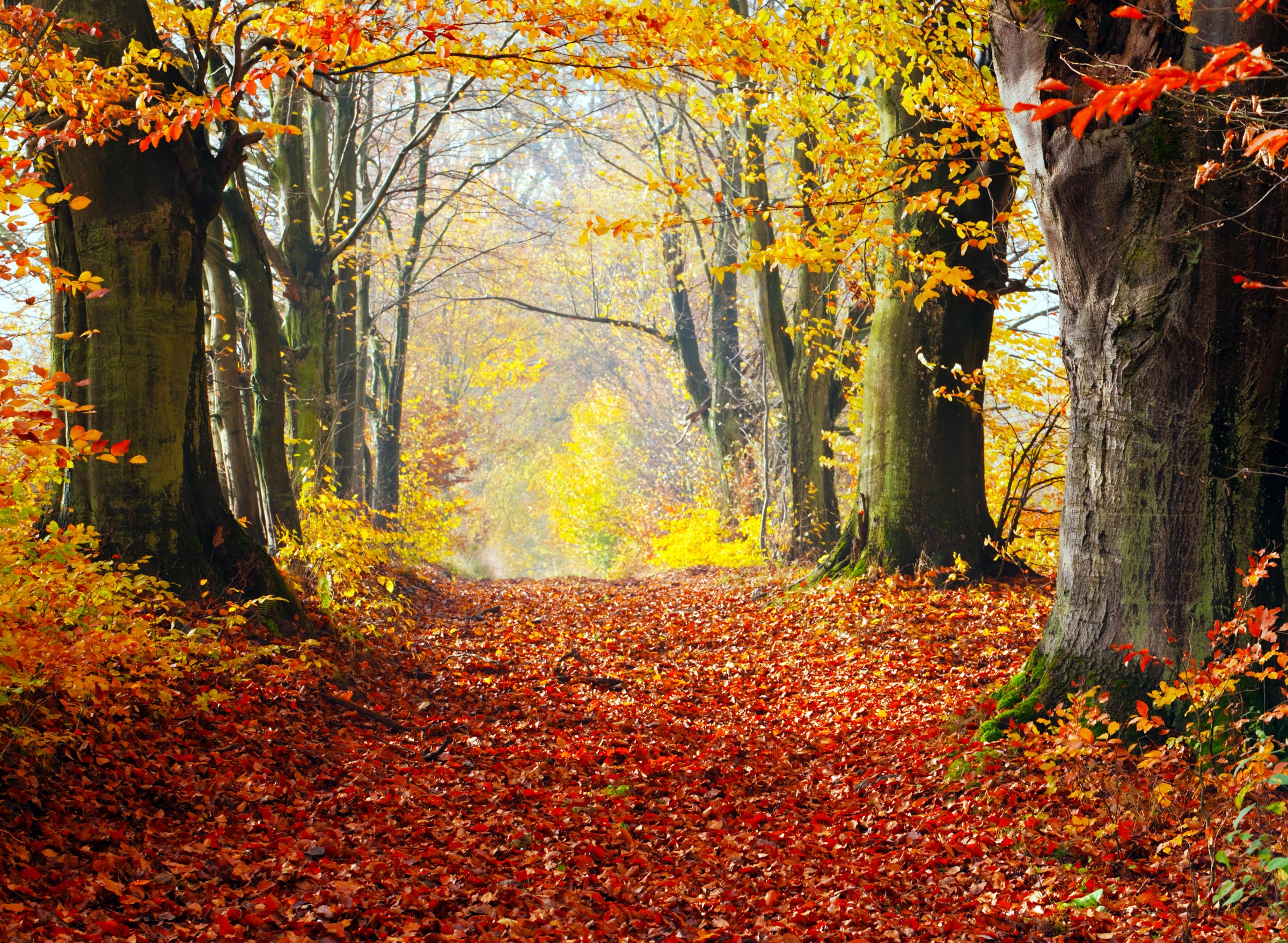 Papermoon Fototapete "Autumn Forest Path" glatt