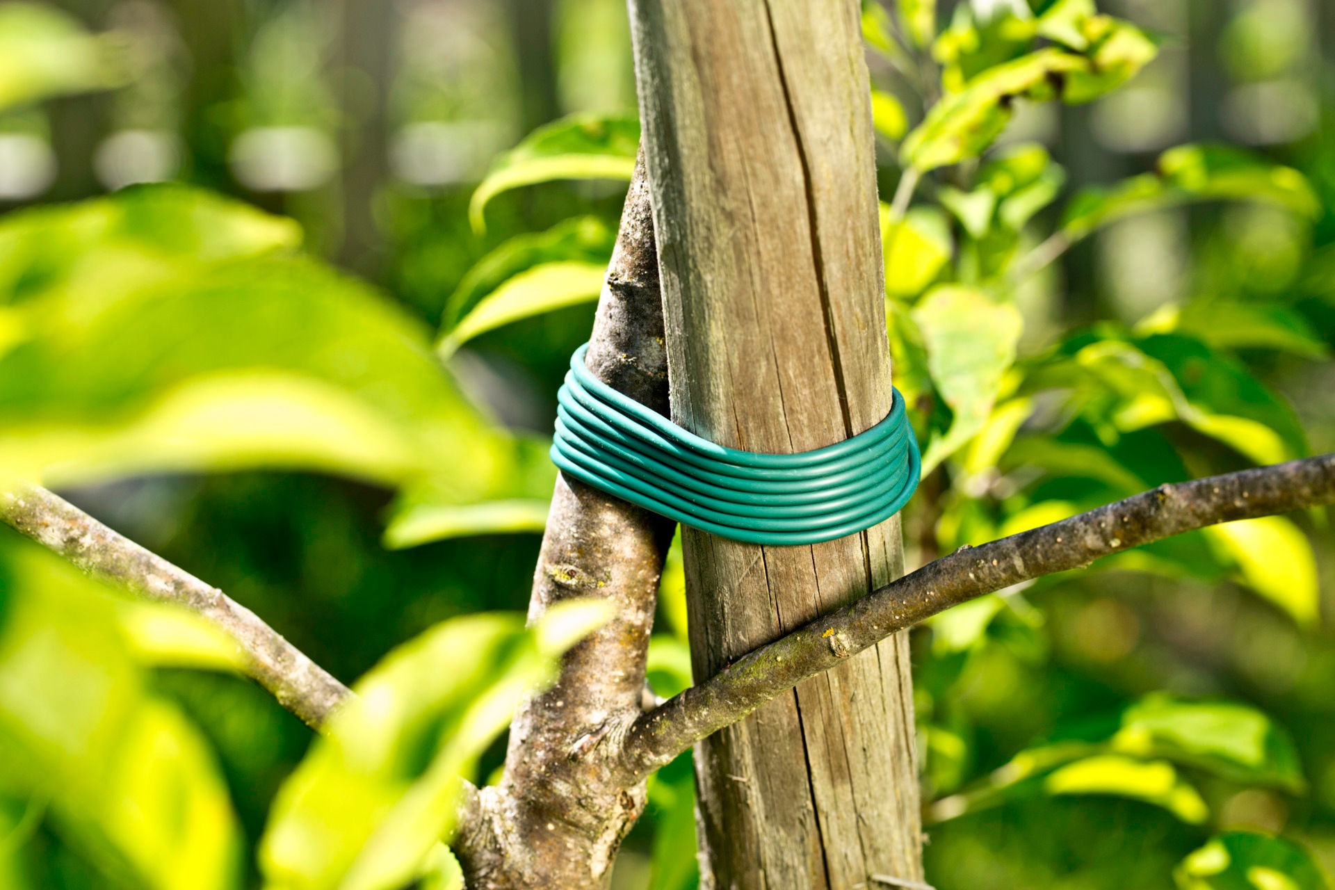 Windhager Pflanzschnur »mitwachsend zur flexiblen Besfestigung von Pflanzen an Rankgittern« 1 Stk. tlg. oder Stäben, Bindeschlauch aus elastischem Kunststoff, grün