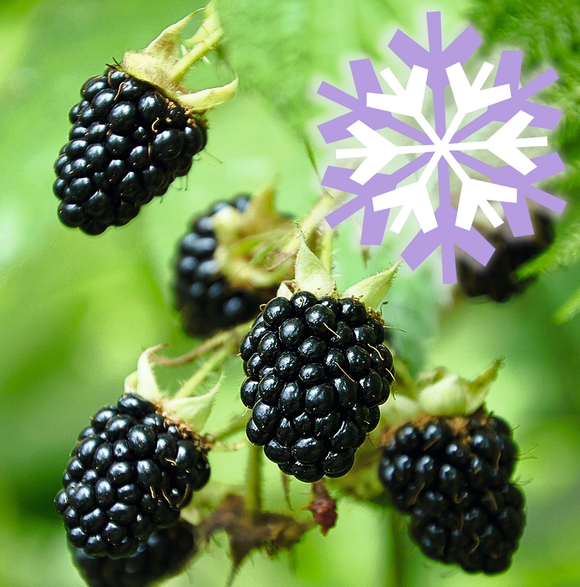 BCM Obstpflanze »Brombeere Polar Fruits 'Black Berry'«, (2 St.), Höhe: 50-60 cm, 2... kaufen