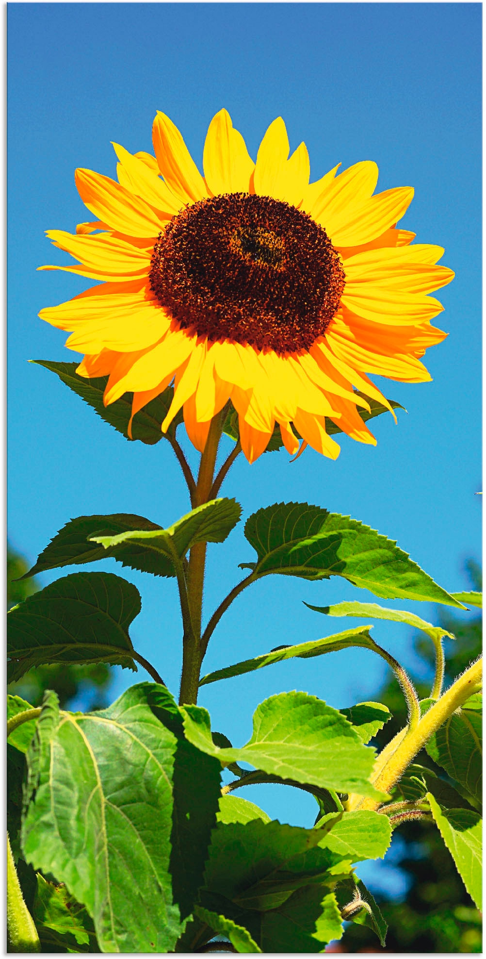 Artland Wandbild "Sonnenblume", Blumen, (1 St.), als Alubild, Outdoorbild, Leinwandbild, Poster in verschied. Größen