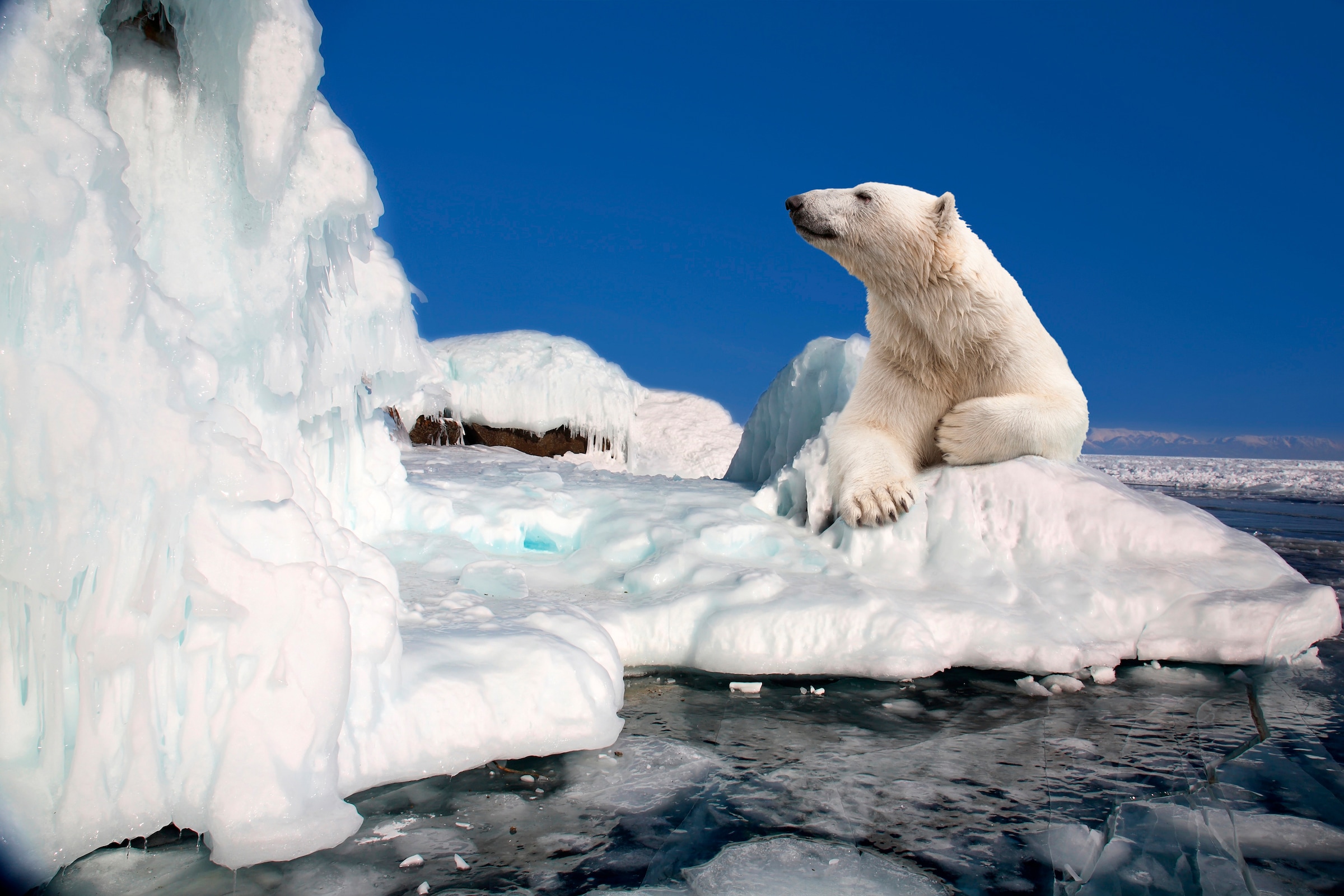 Papermoon Fototapete "Polar Bear" glatt günstig online kaufen