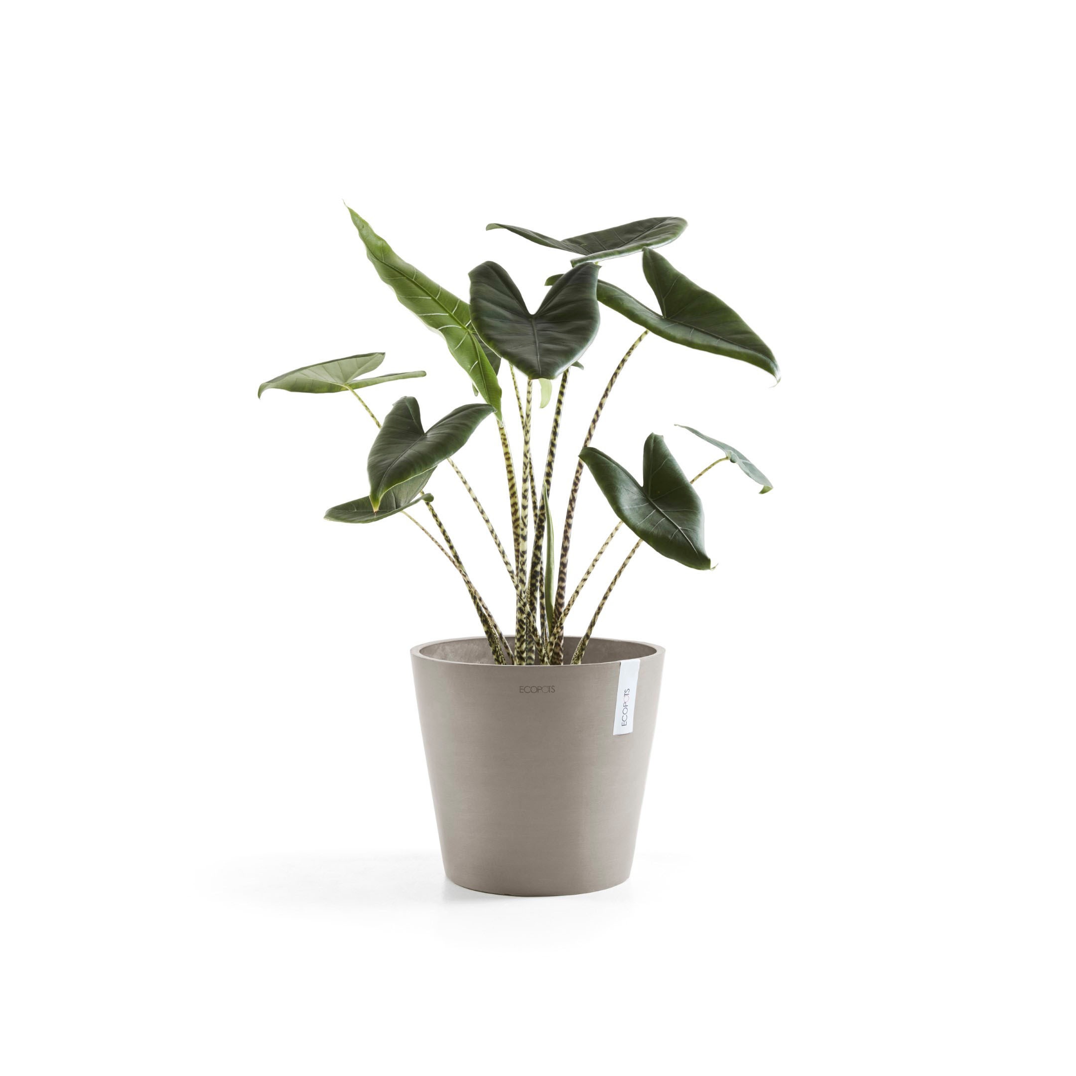 ECOPOTS Blumentopf »Amsterdam«, ØxH: 40x35 cm