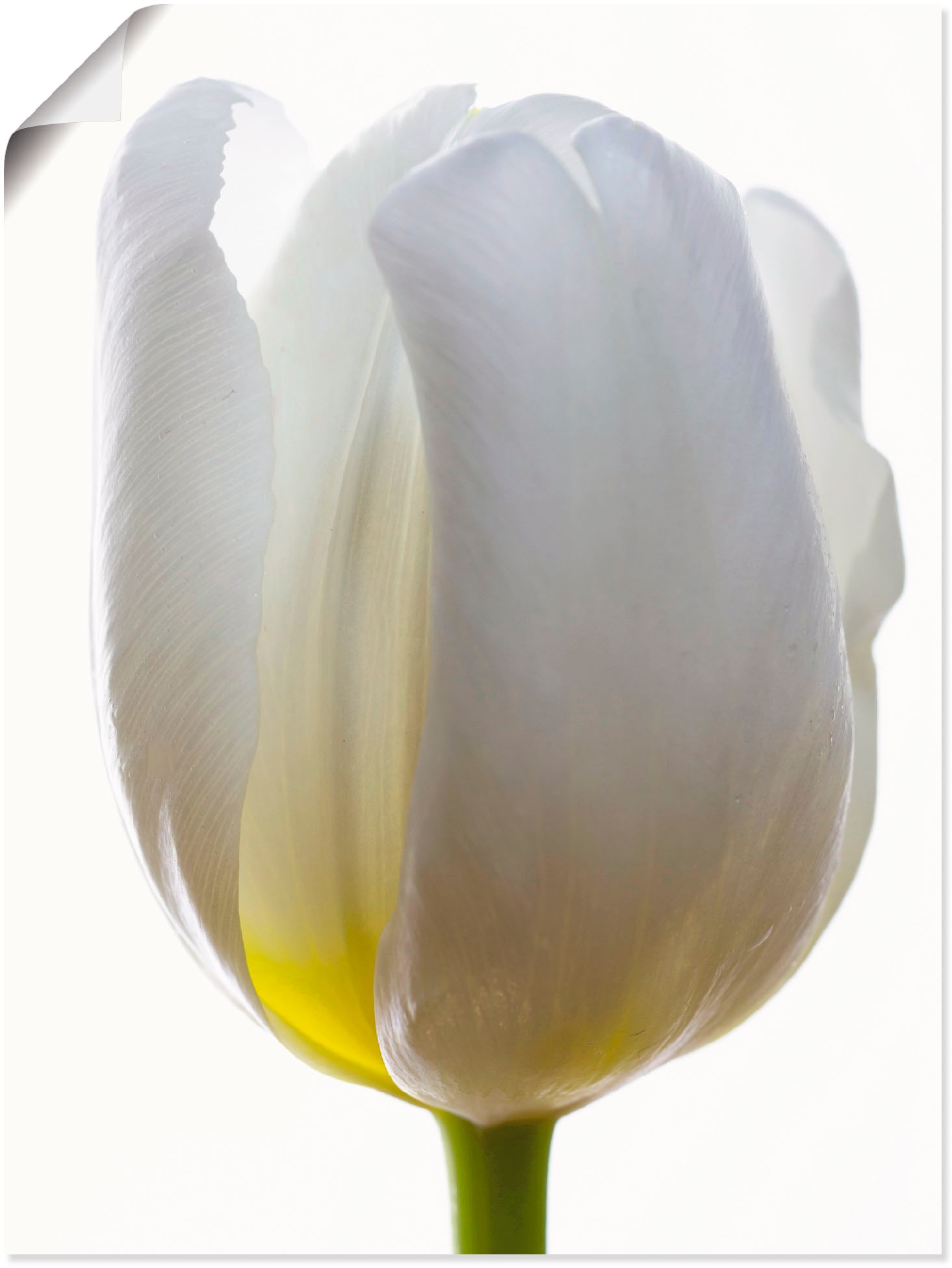 Artland Poster »Weiße Tulpe« Blumen (1 St.) ka...