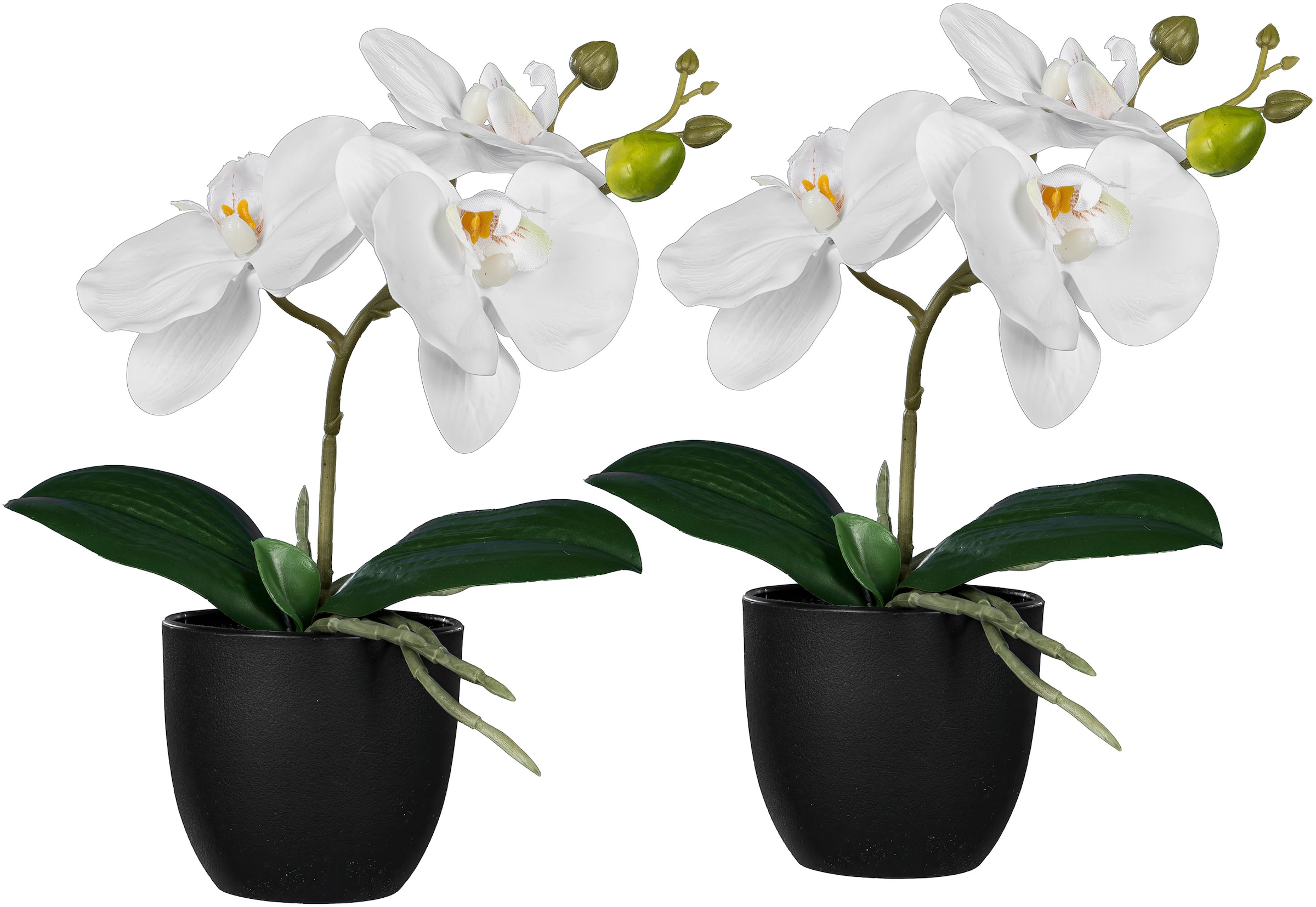 Creativ green Kunstorchidee "Orchidee Phalaenopsis", mit naturgetreuen Blüt günstig online kaufen