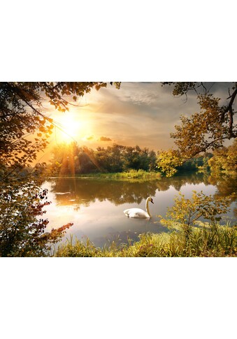 Papermoon Fototapetas »Schwan ant Teich«