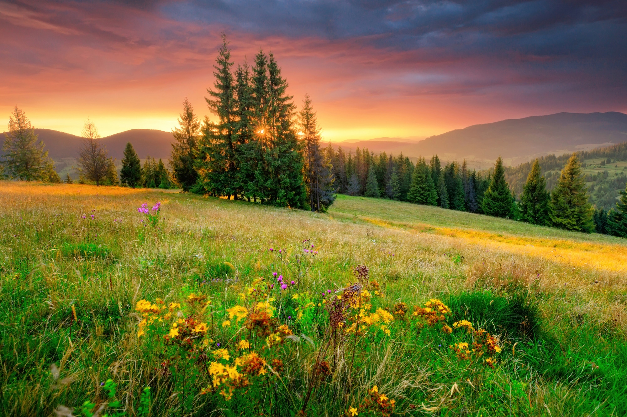 Papermoon "BLUMEN-WIESE-GEBIRGE NATUR NEBEL GRÜN SONNE BERG HIMMEL"