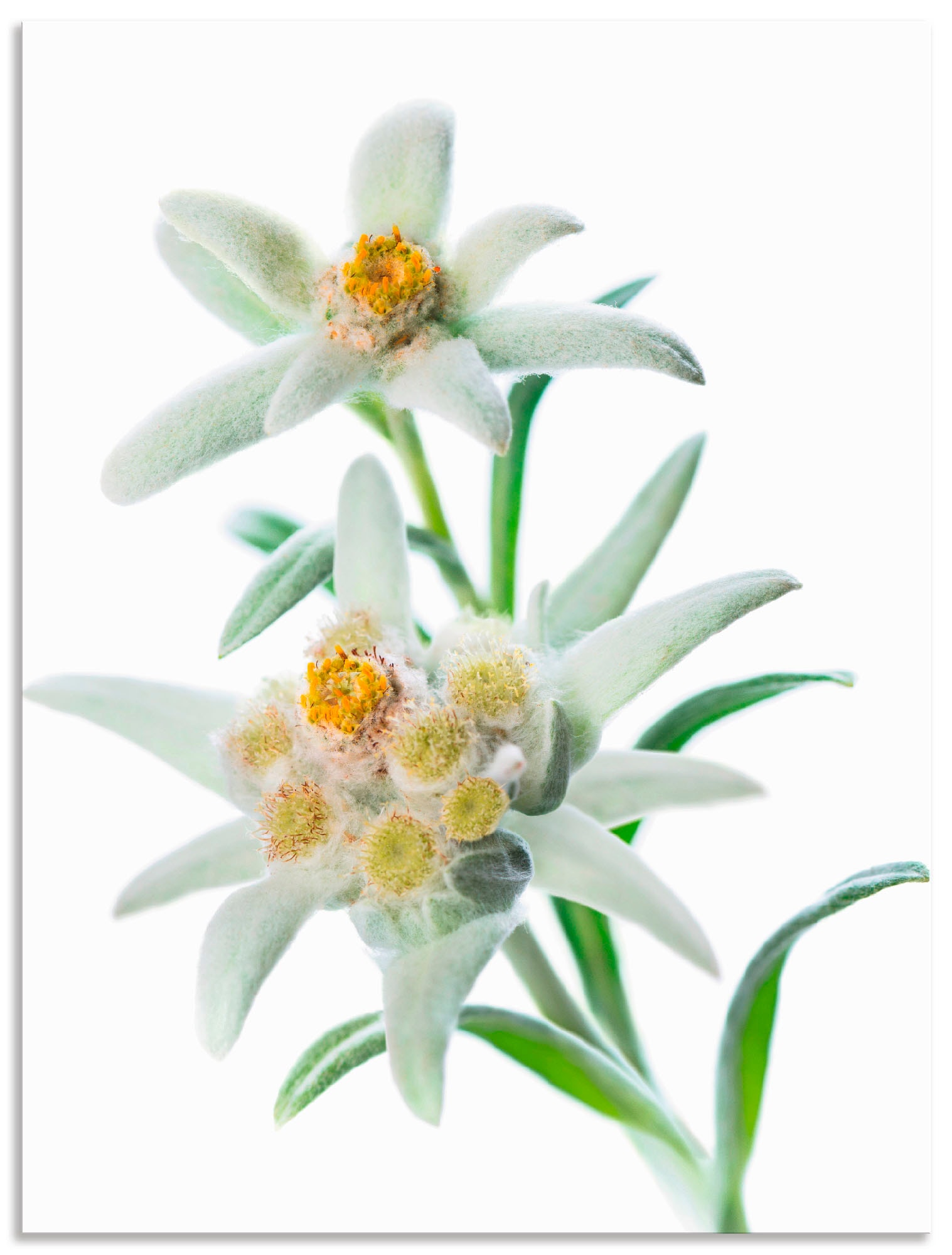 Artland Wandbild »Edelweiss«, Blumen, (1 St.), als Poster, Wandaufkleber in verschied. Größen